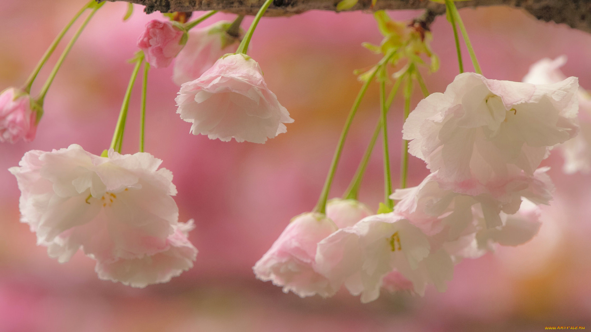 цветы, сакура, , вишня, вишня, ветка, цветки, цветение, макро