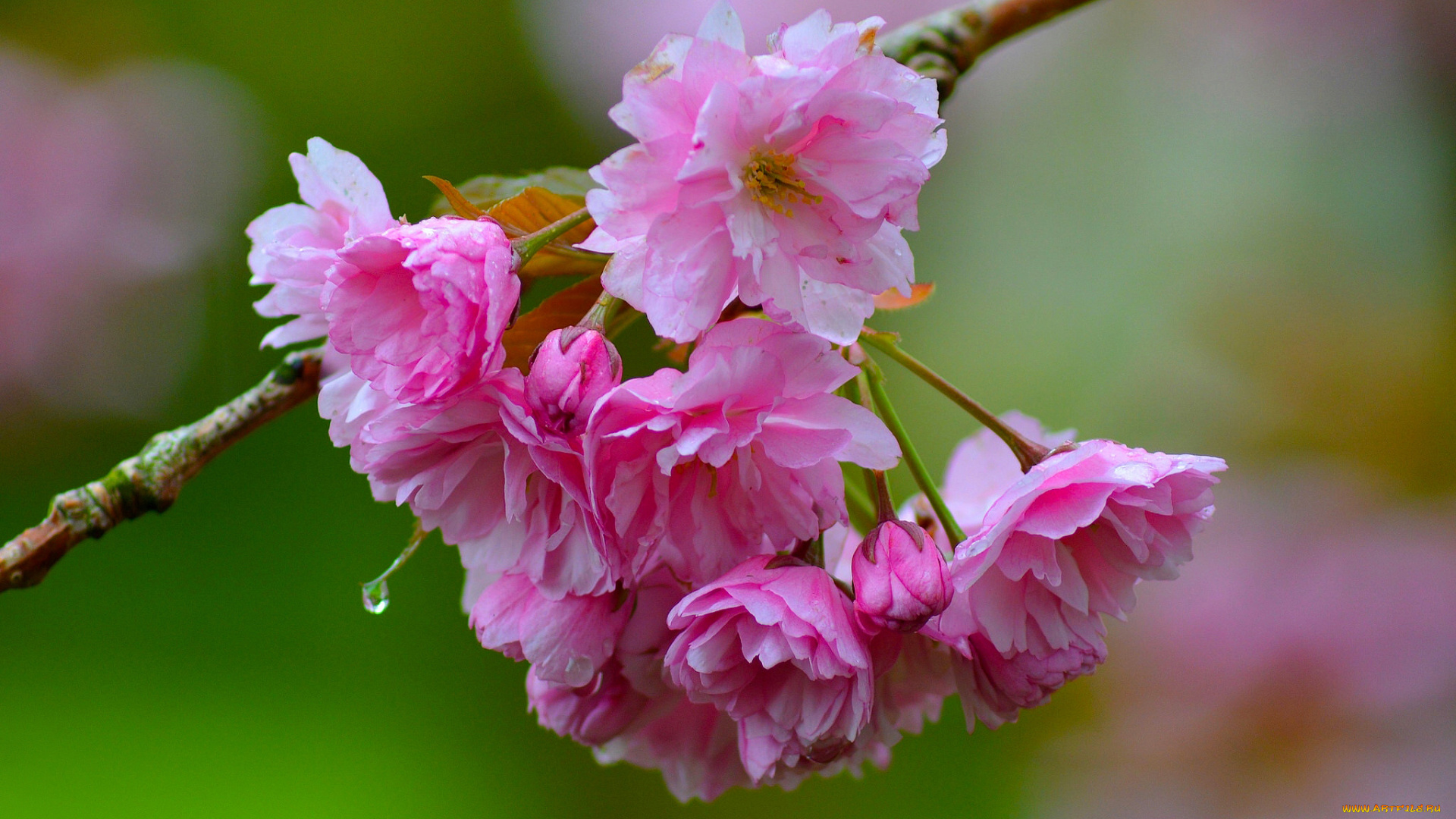 цветы, сакура, , вишня, вишня, ветка, цветки, цветение, макро, боке