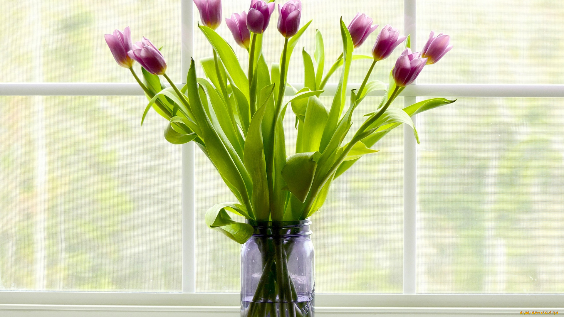 цветы, тюльпаны, букет, банка, окно