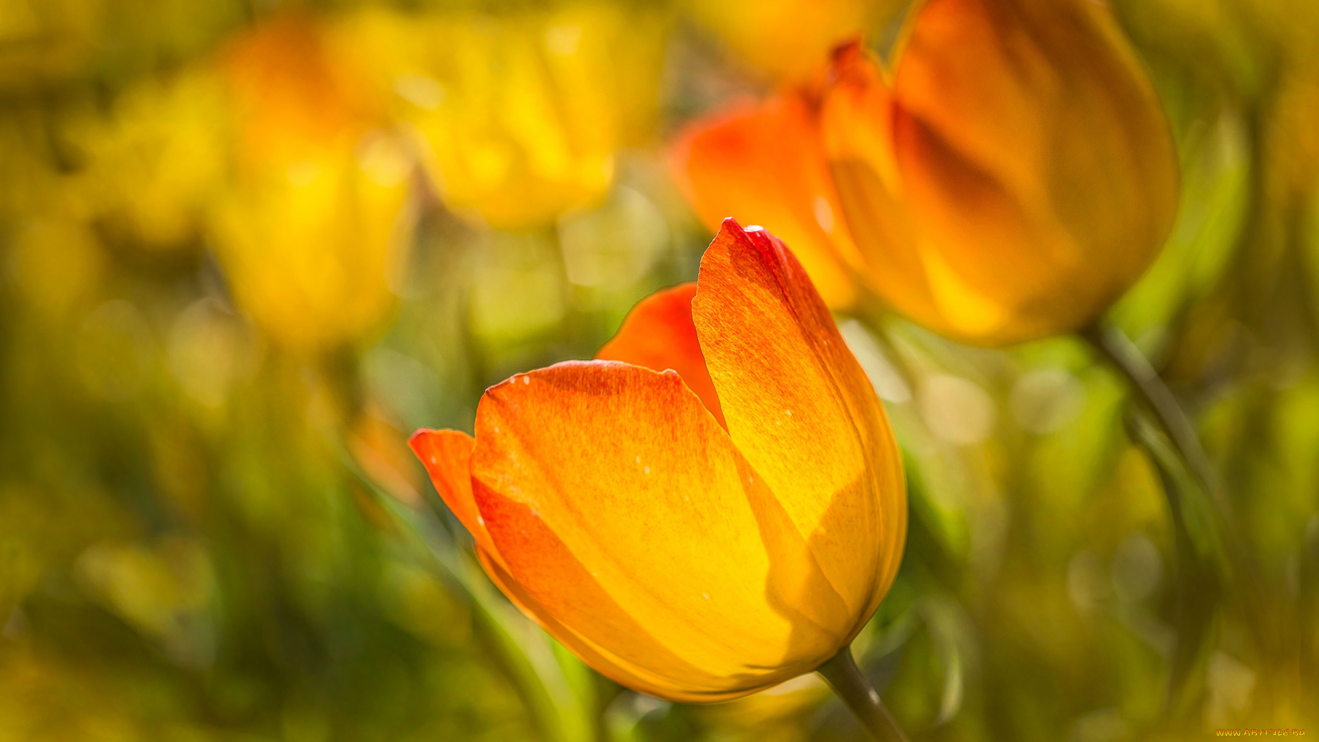 цветы, тюльпаны, бутоны, боке, макро