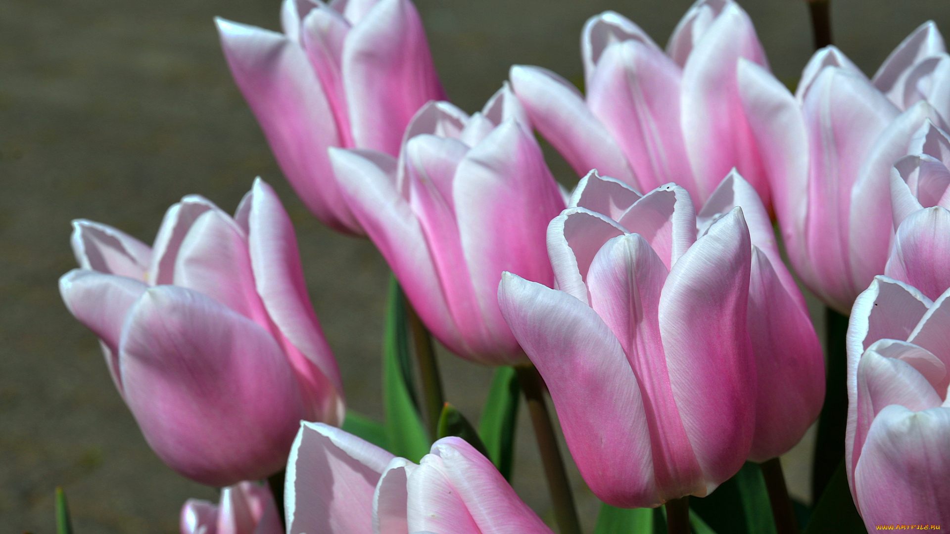 цветы, тюльпаны, бутоны, макро