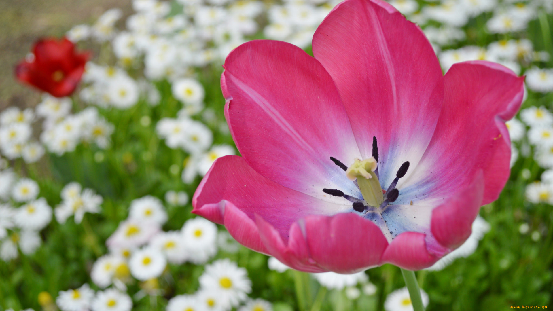 цветы, тюльпаны, тюльпан, бутон, лепестки, маргаритки, макро, боке