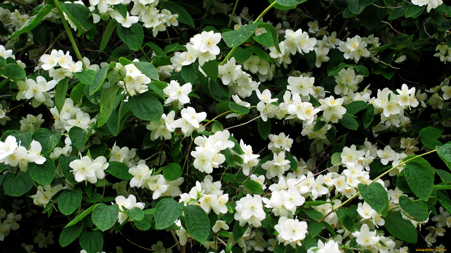 цветы, жасмин, белый