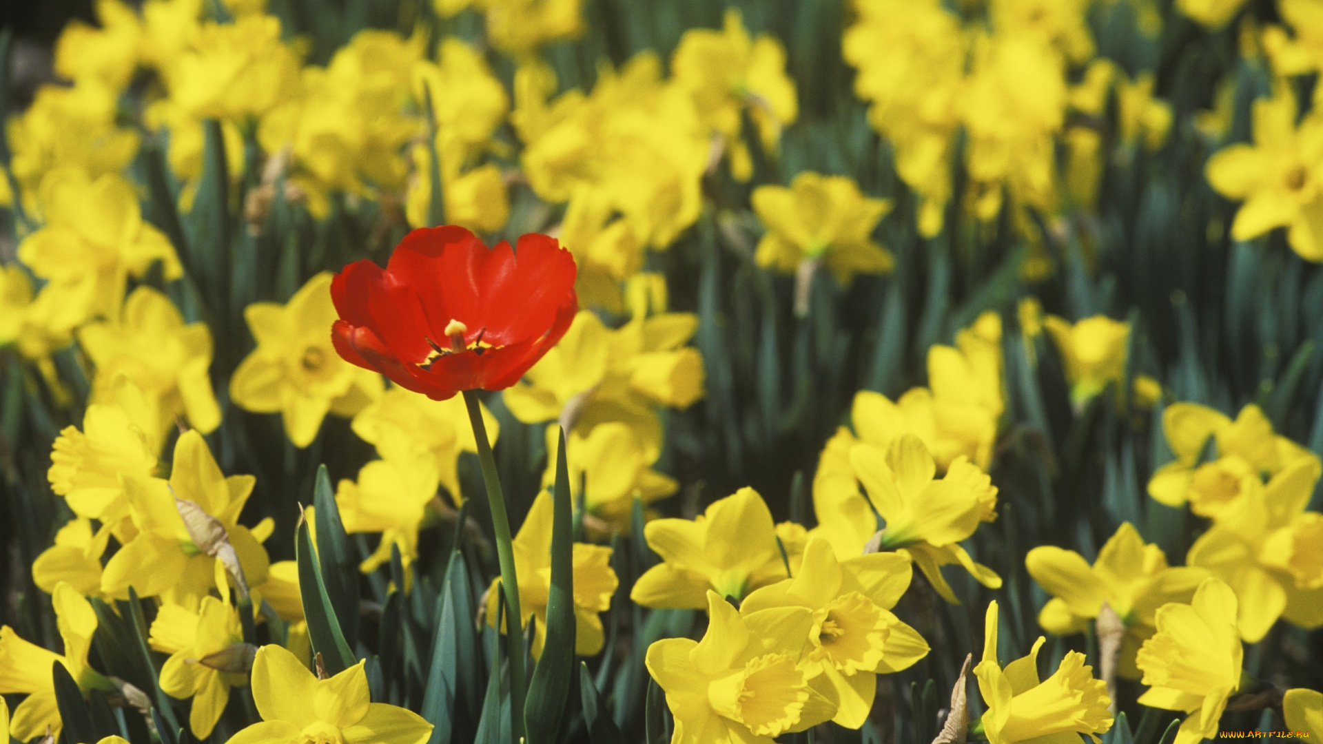 видео, игры, the, legend, of, swordman, взгляд, девушка