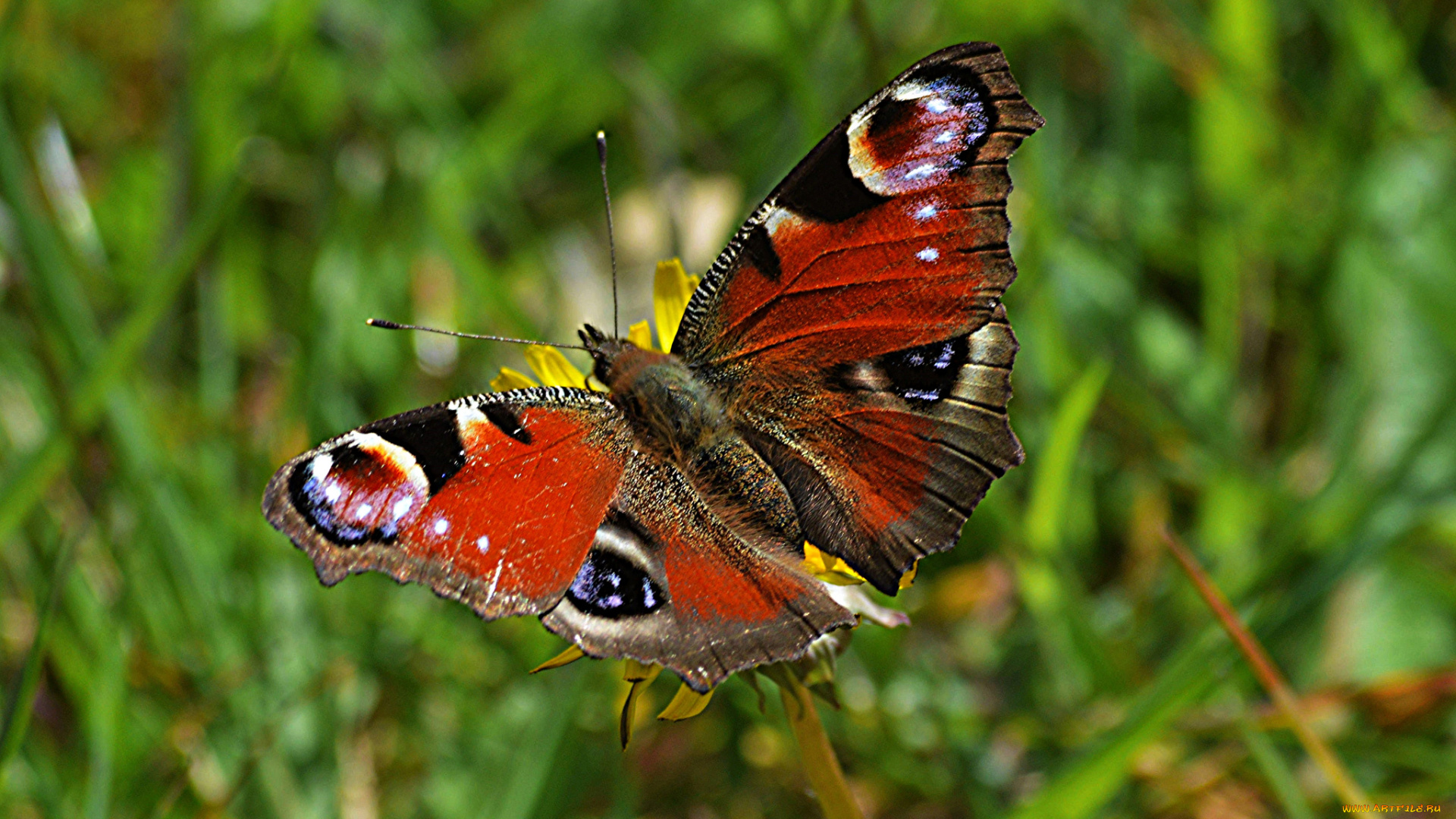 животные, бабочки, , мотыльки, , моли, бабочка