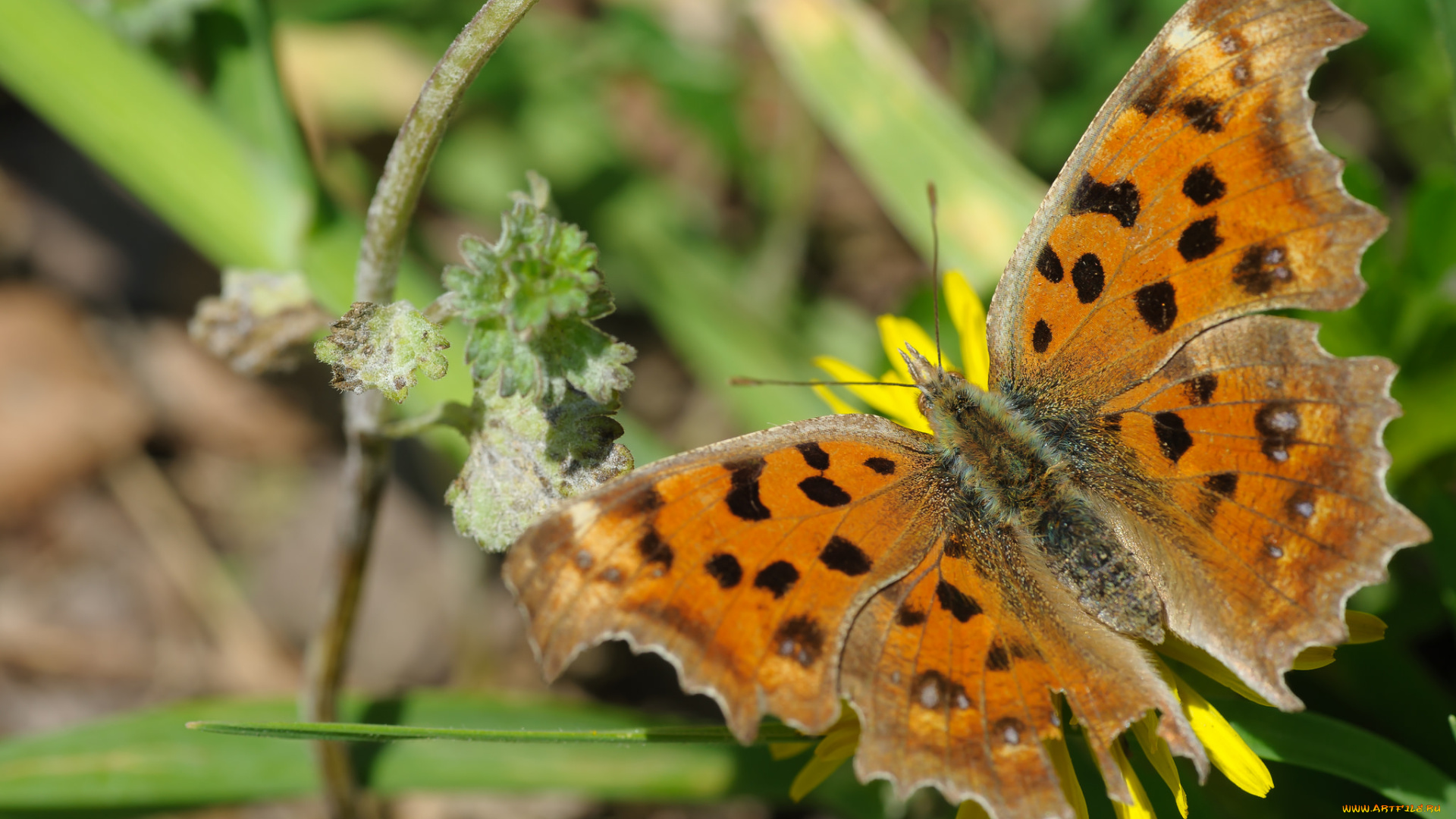 животные, бабочки, , мотыльки, , моли, бабочка