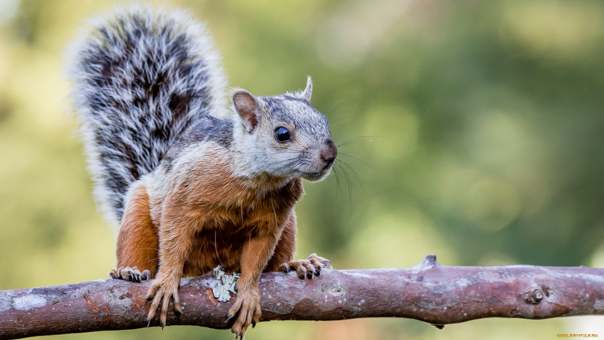 животные, белки, белка
