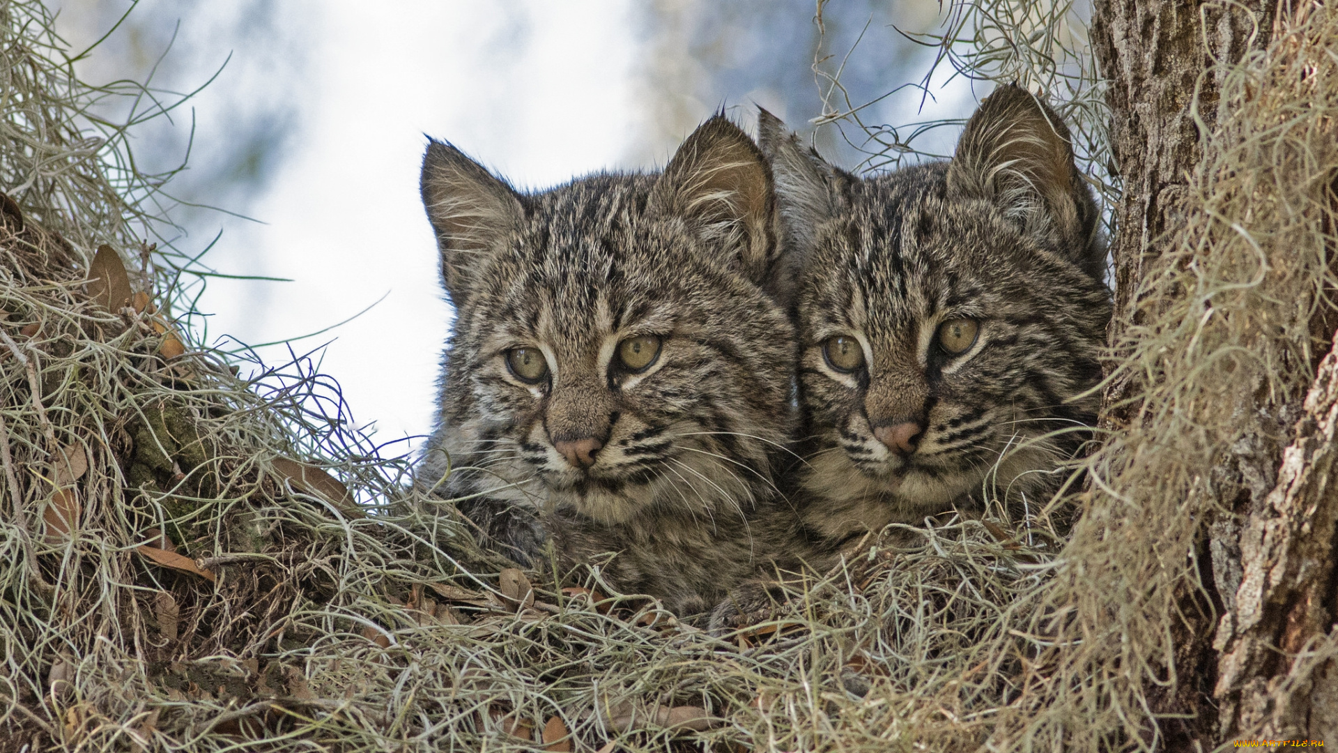 животные, дикие, кошки, котята