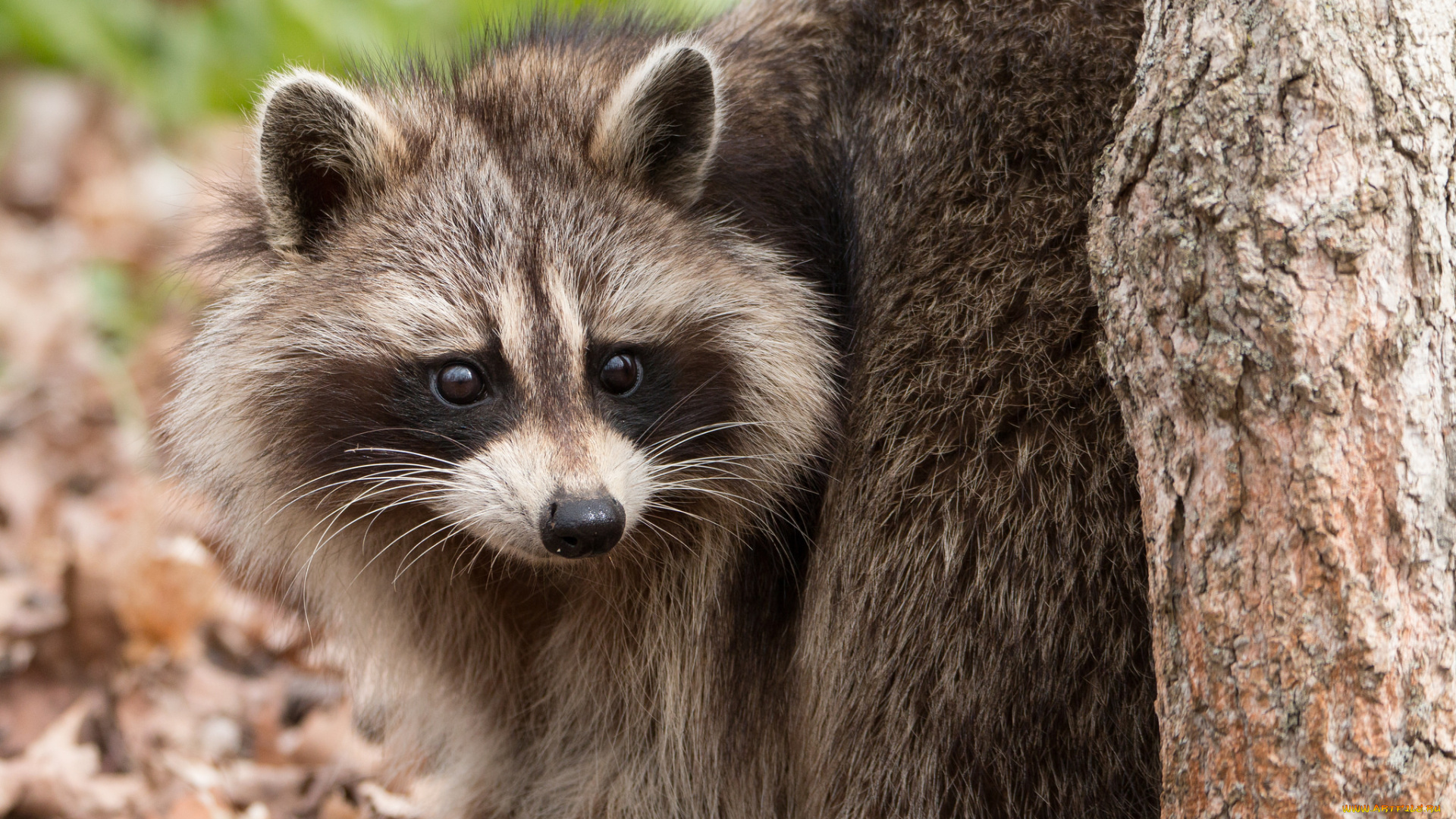 животные, еноты, енот