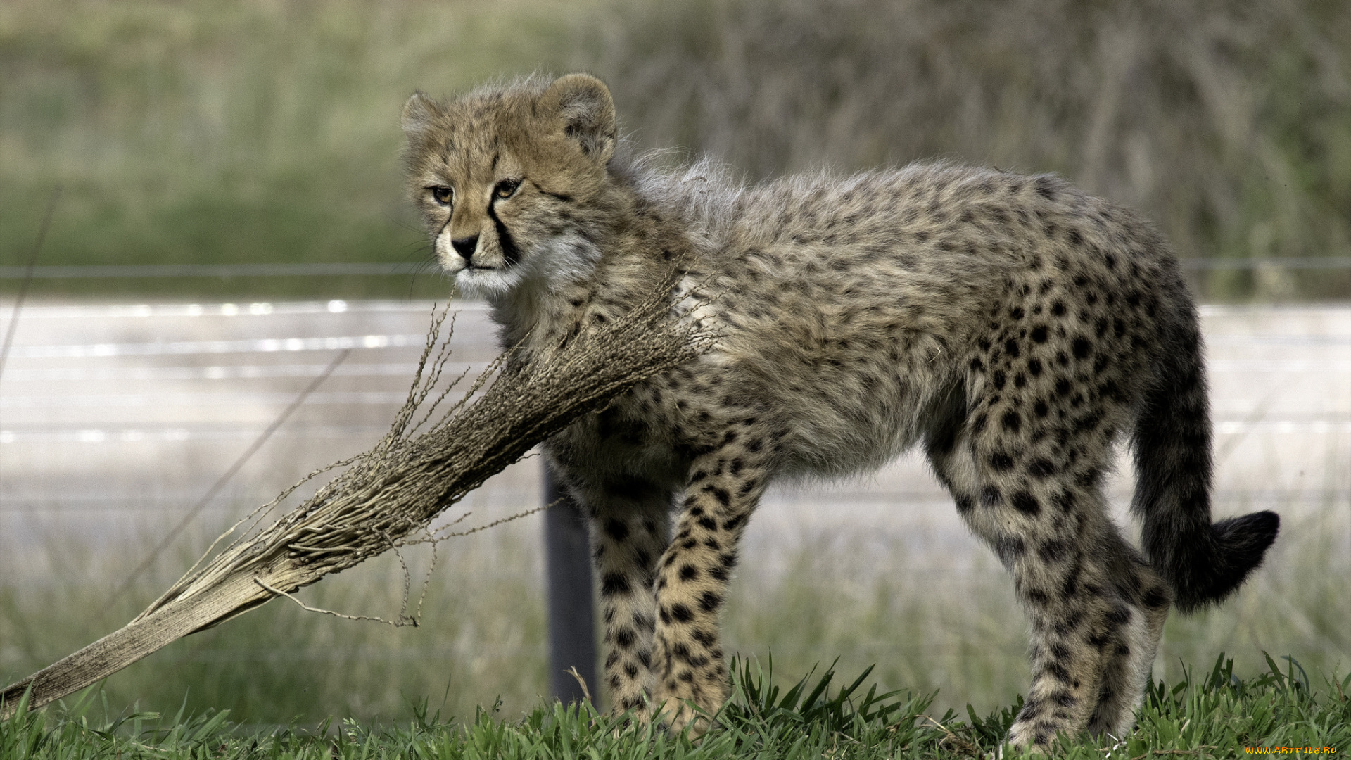 животные, гепарды, котенок