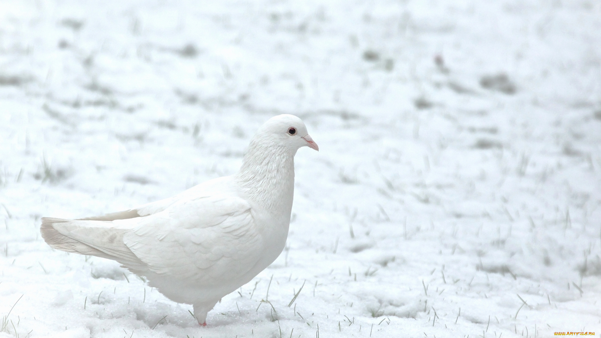 животные, голуби, голубь, снег
