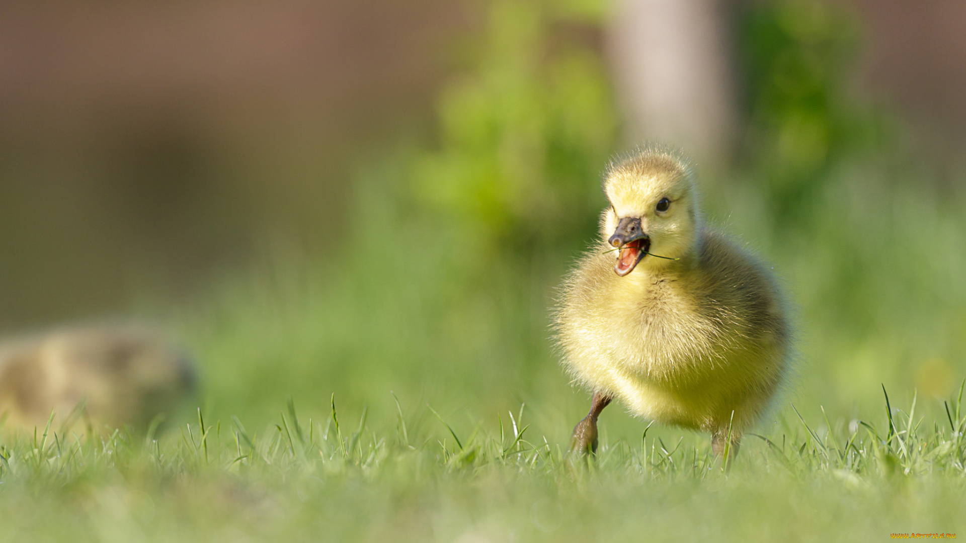 животные, гуси, гусёнок