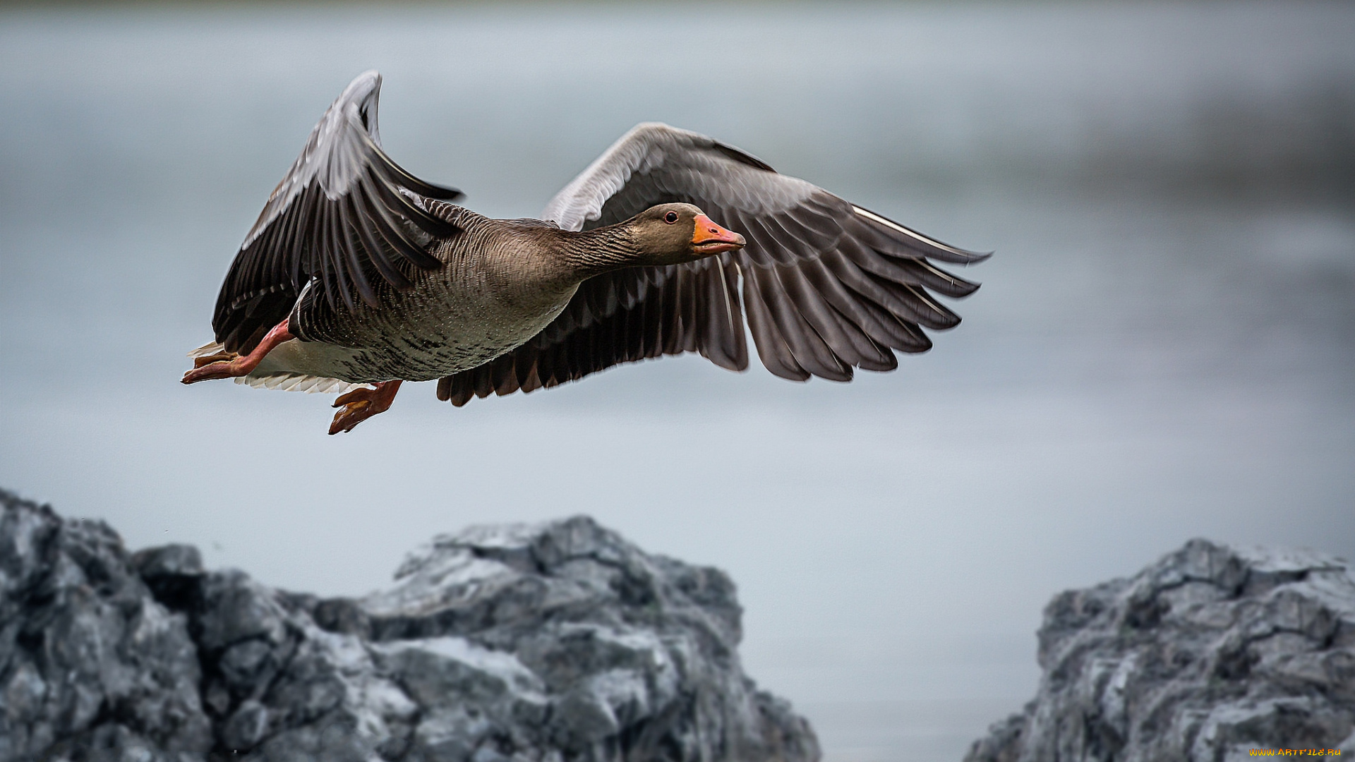 животные, гуси, птичка