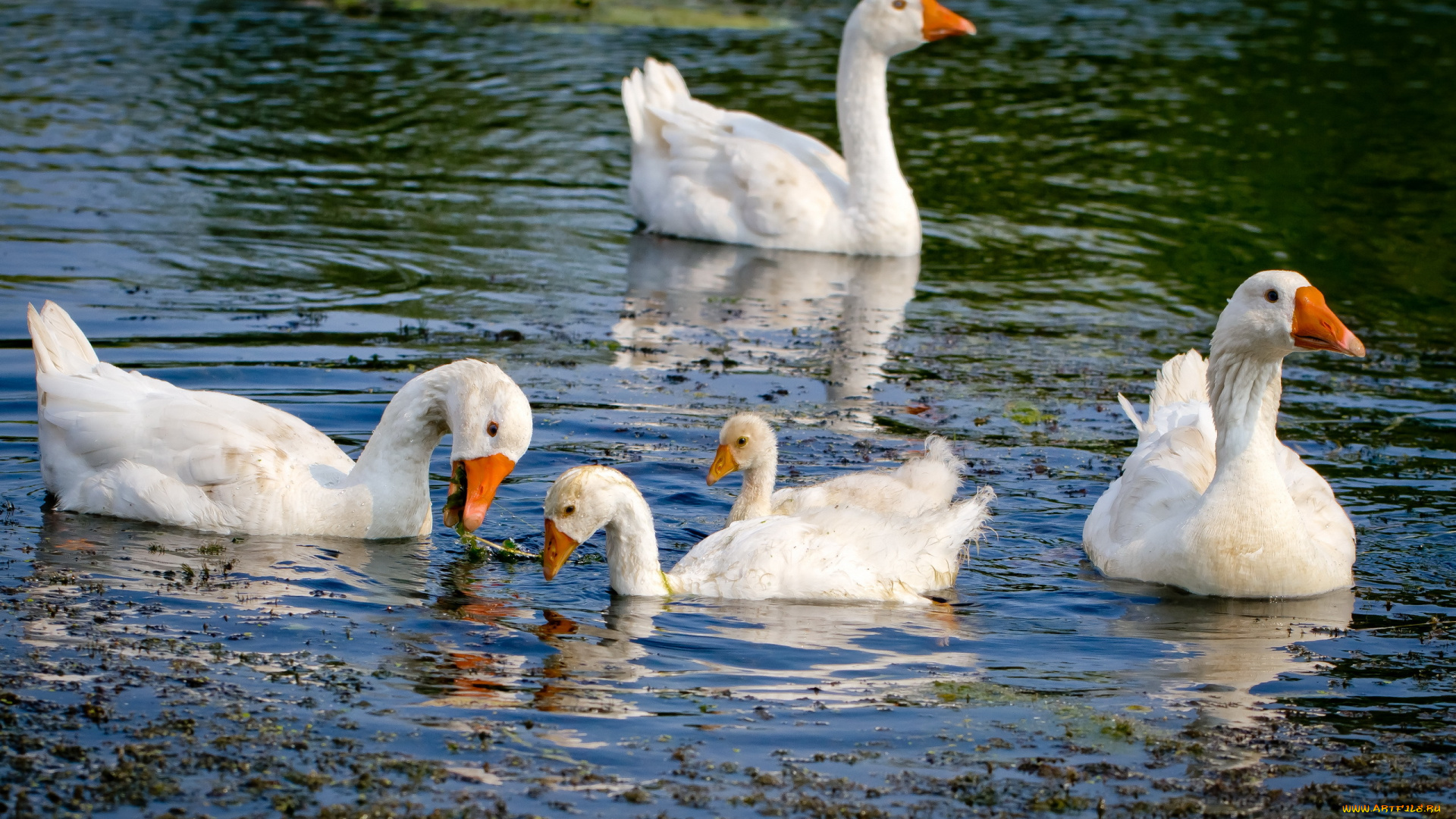 животные, гуси, вода, река, птицы, лето