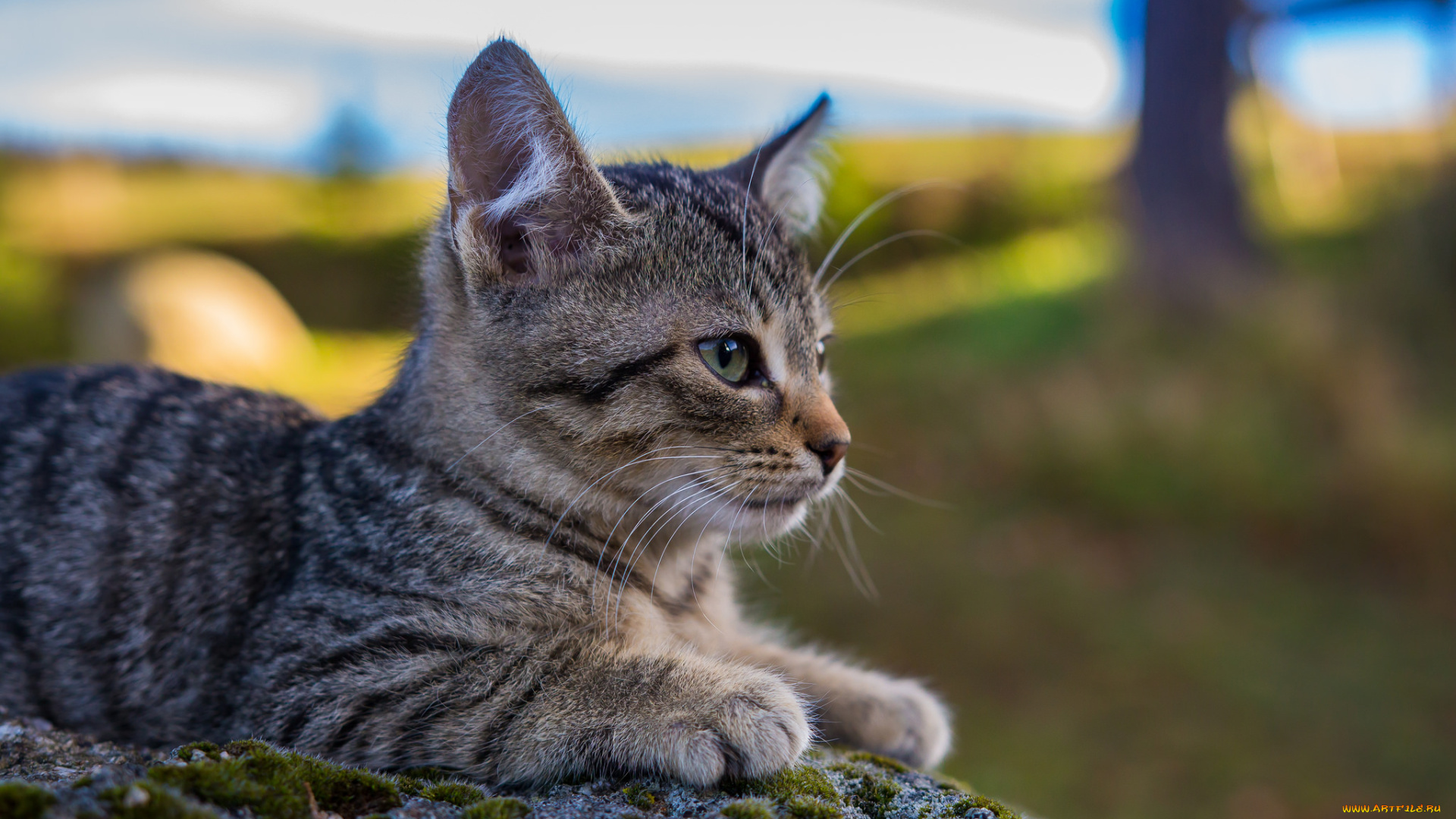 животные, коты, киса