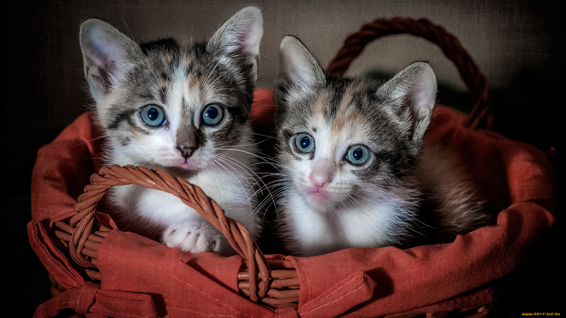 животные, коты, киса