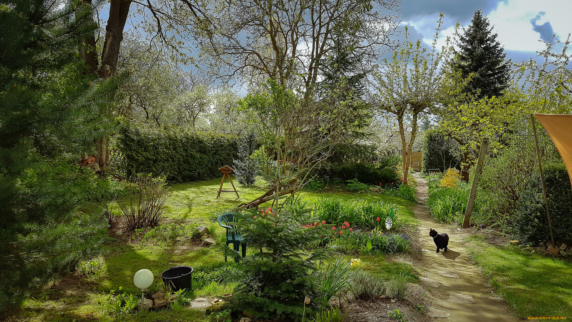 животные, коты, киса