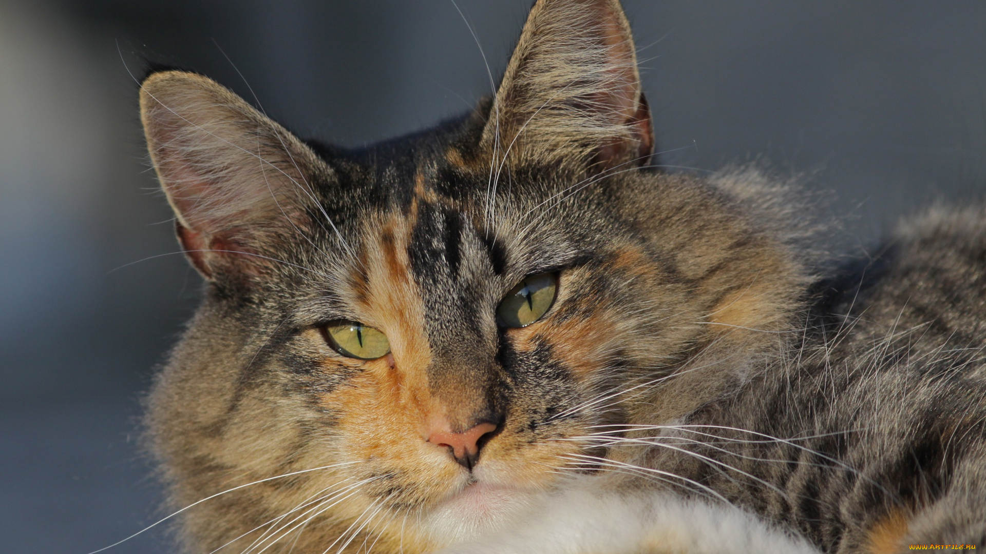 животные, коты, кошка, кот, мордочка, взгляд