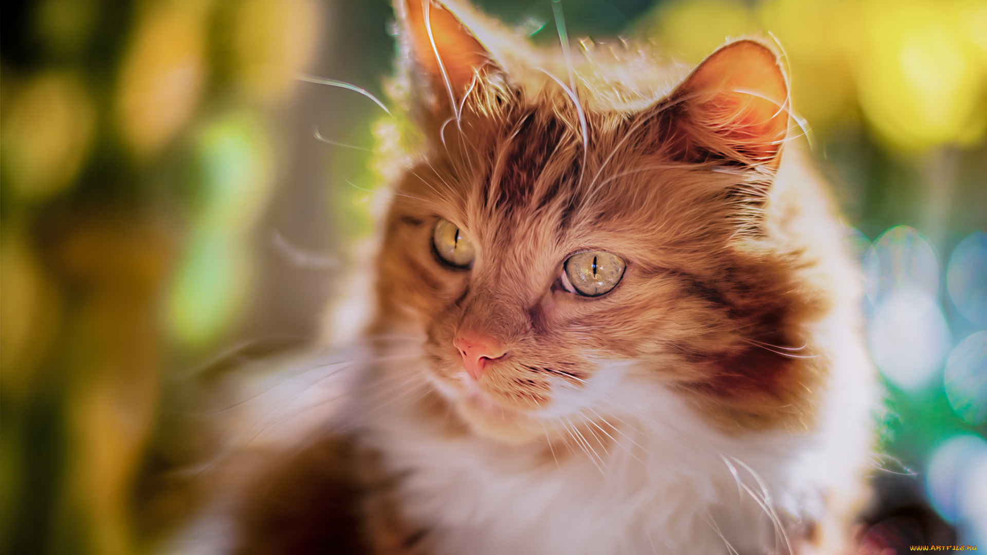 животные, коты, кот, кошка, мордочка, взгляд, портрет