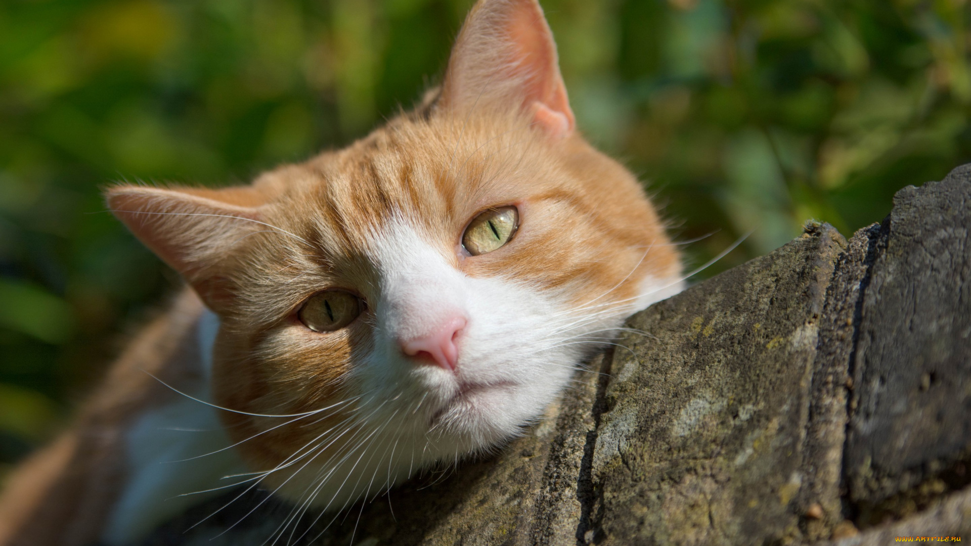 животные, коты, кот, кошка, мордочка, взгляд