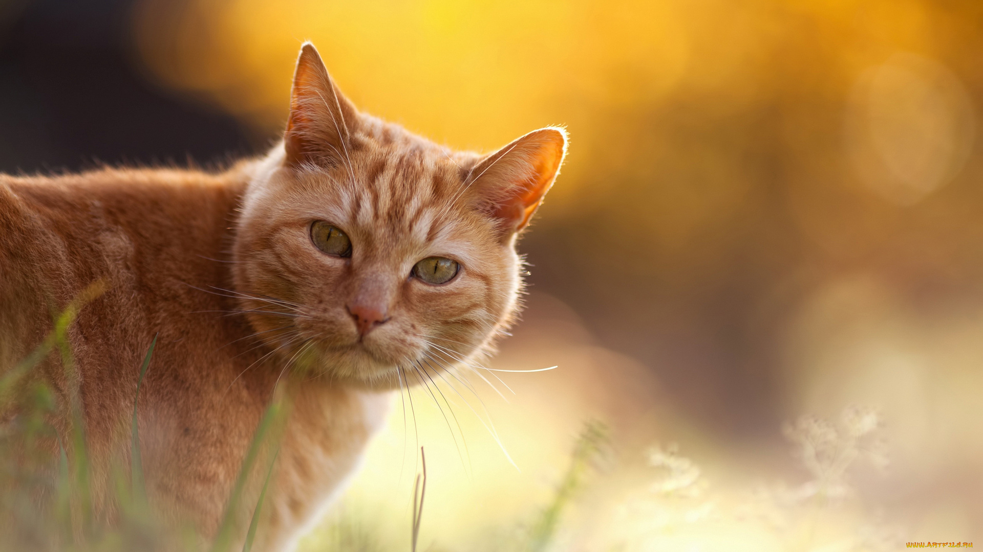 животные, коты, свет, трава, взгляд, рыжий, кот