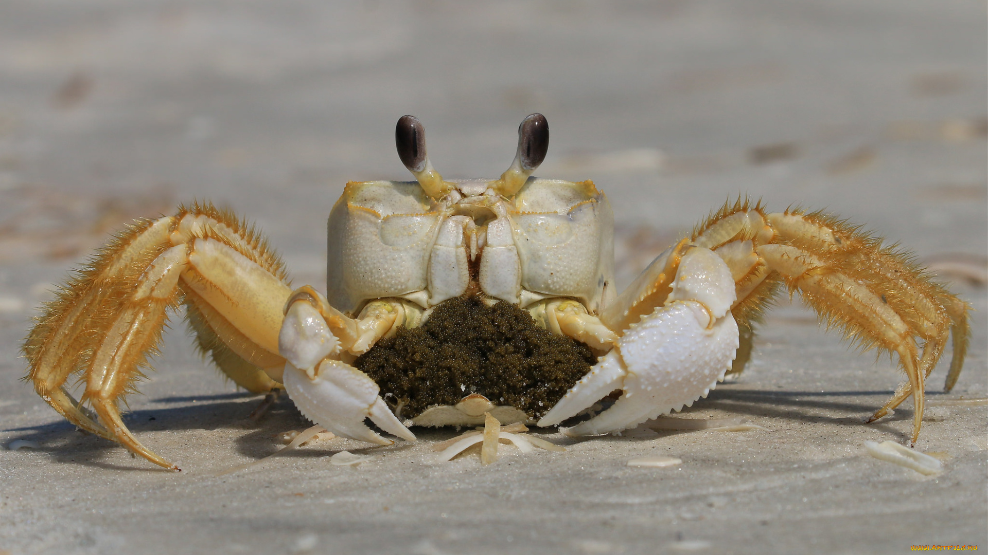 животные, крабы, , раки, краб