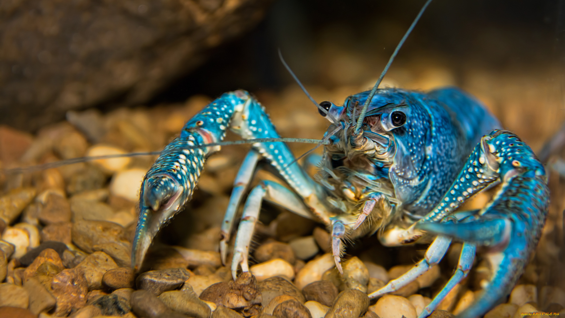 животные, крабы, , раки, рак