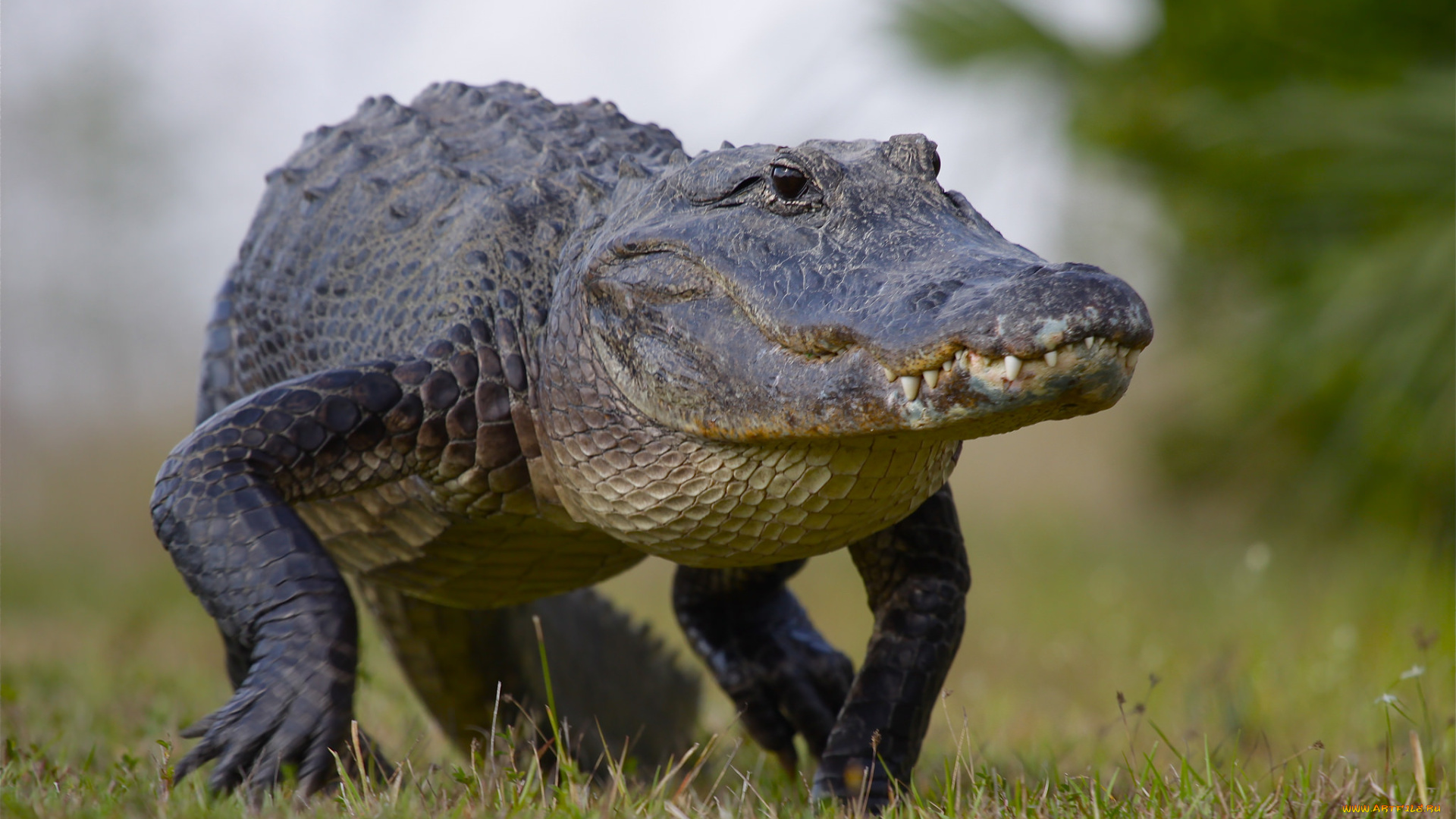 животные, крокодилы, крокодил