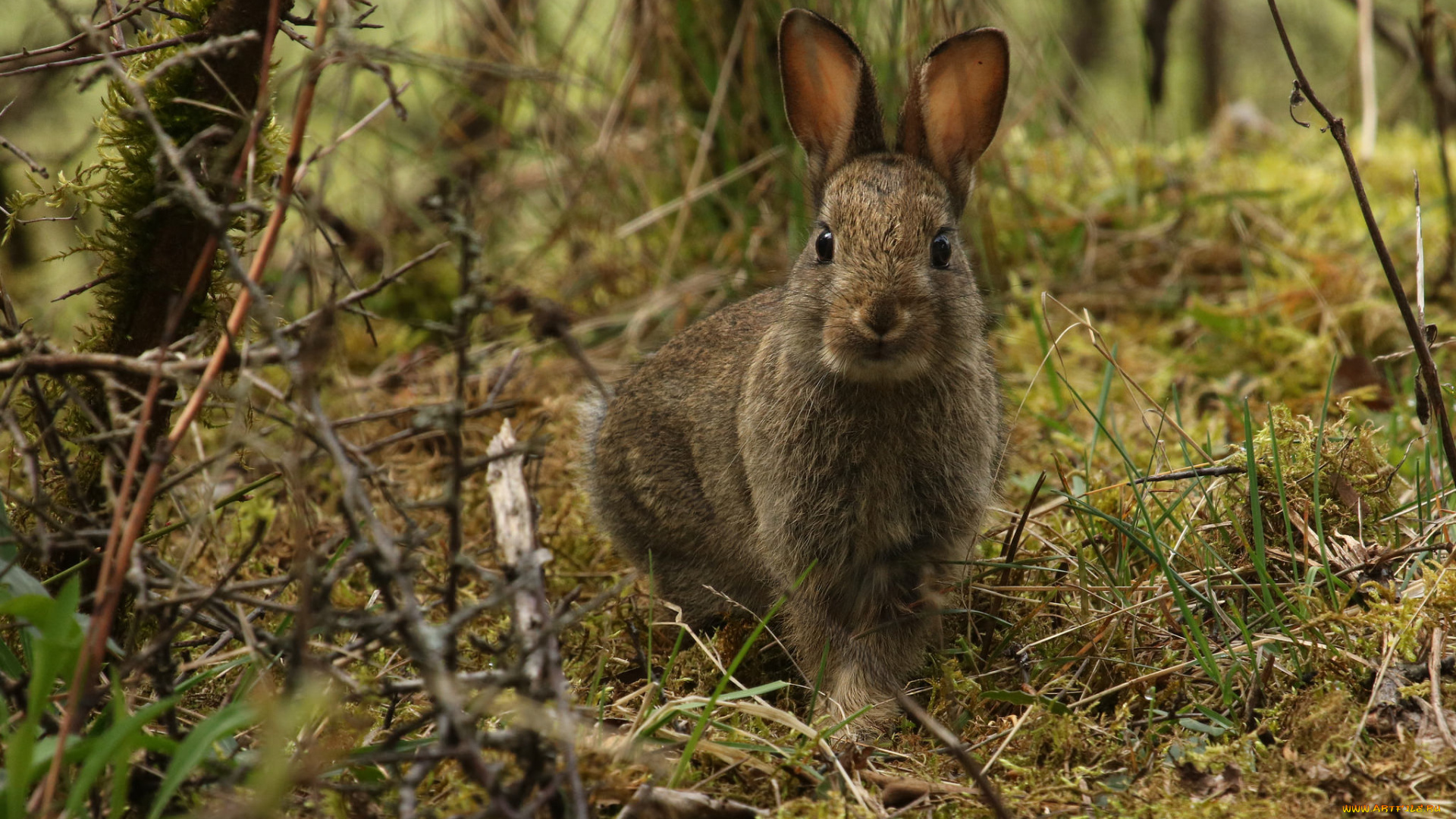 животные, кролики, , зайцы, зайчик