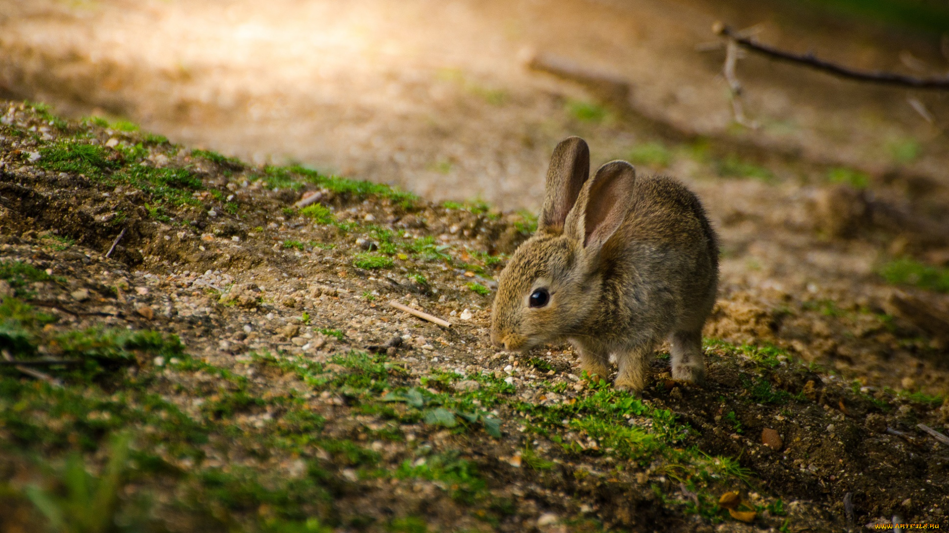 животные, кролики, , зайцы, зайчик
