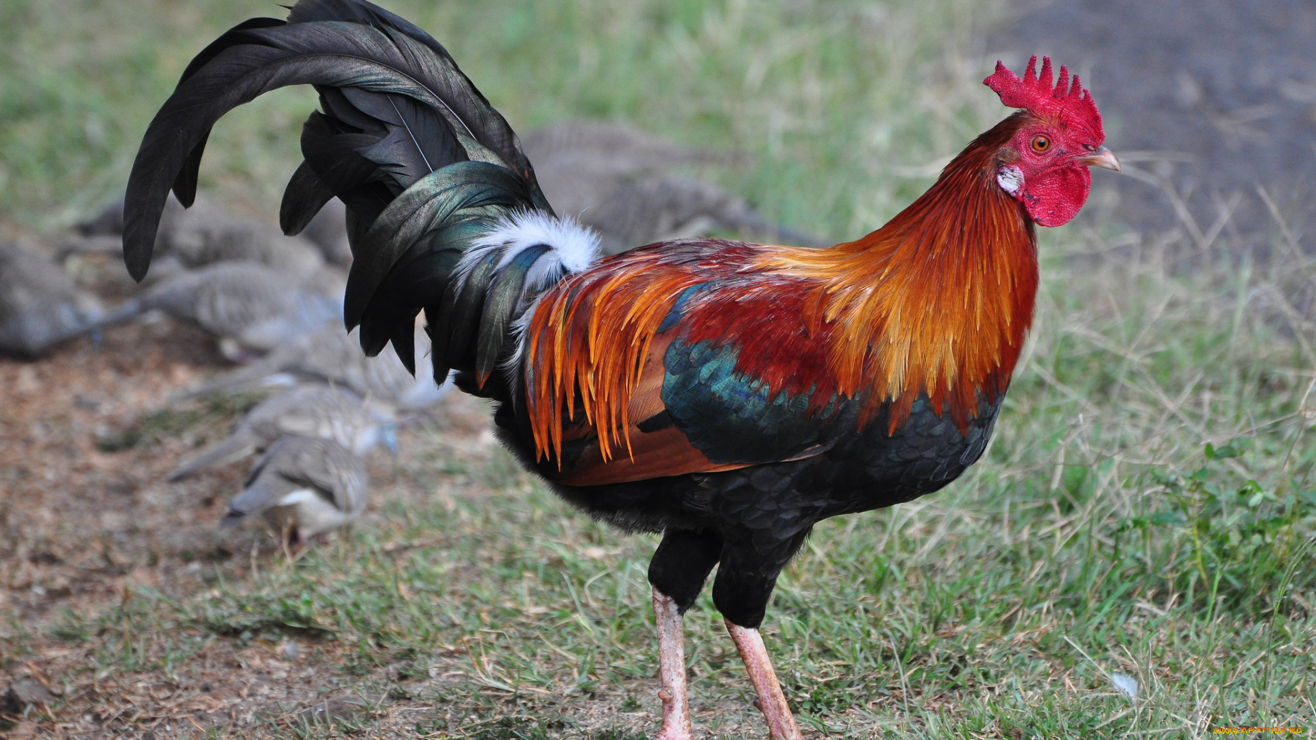 животные, куры, , петухи, птичка