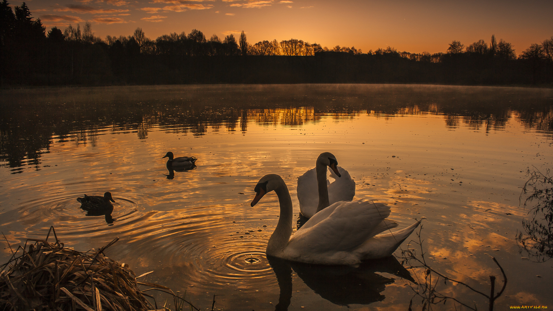 животные, лебеди, птичка