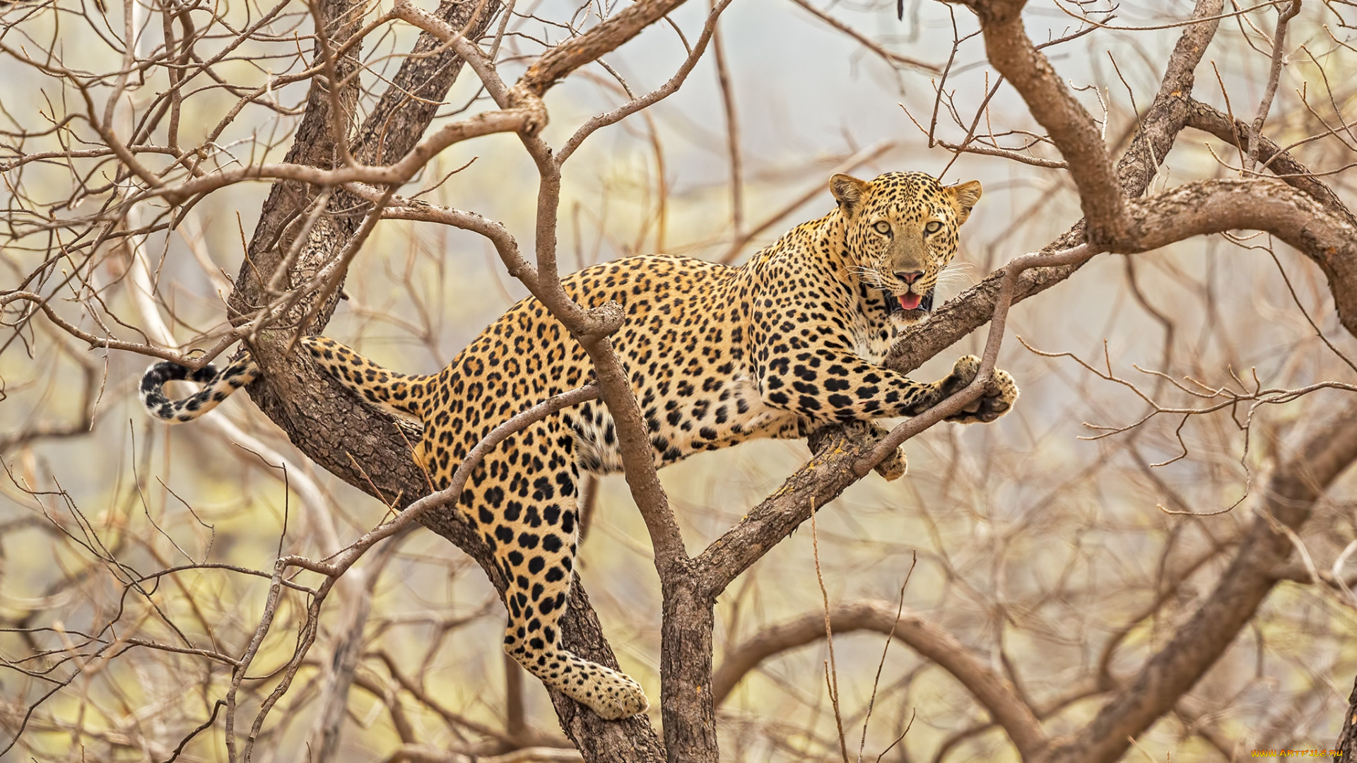 животные, леопарды, хищник