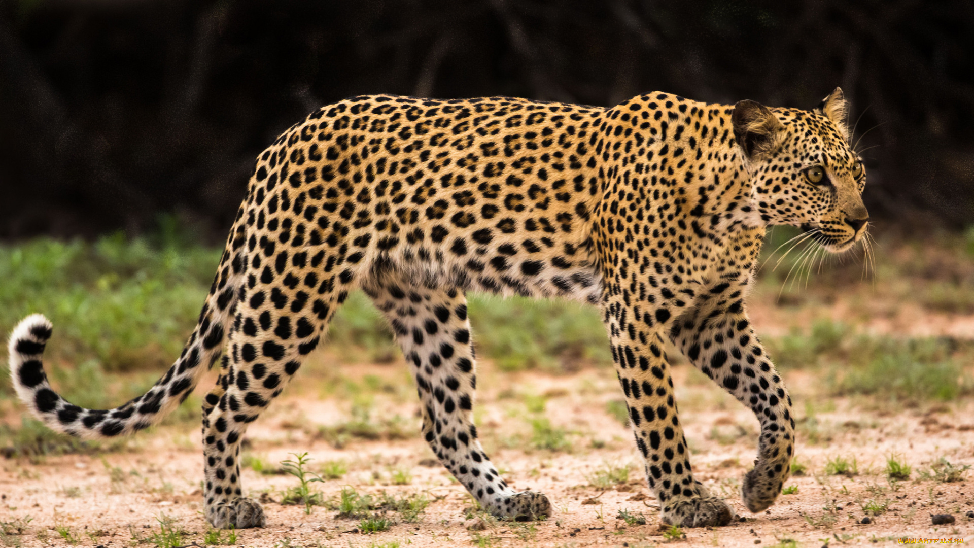 животные, леопарды, хищник