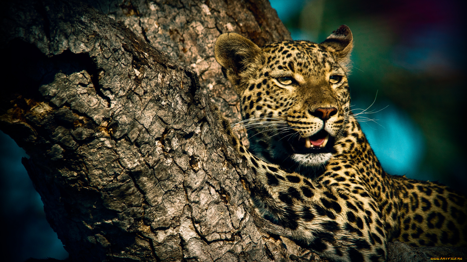 животные, леопарды, хищник