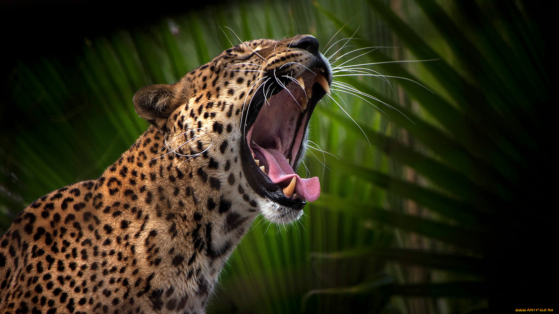 животные, леопарды, хищник