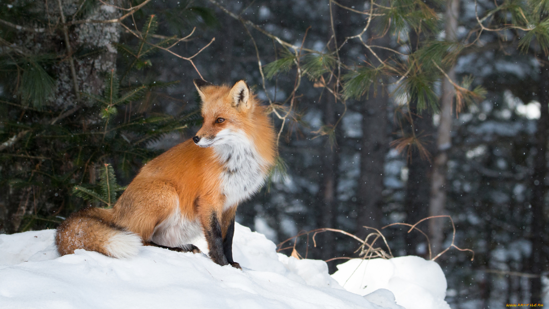 животные, лисы, лисичка