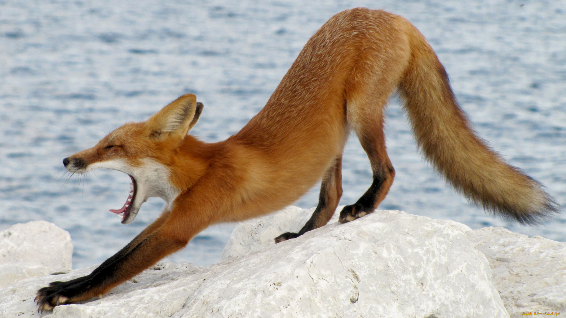 животные, лисы, лисичка