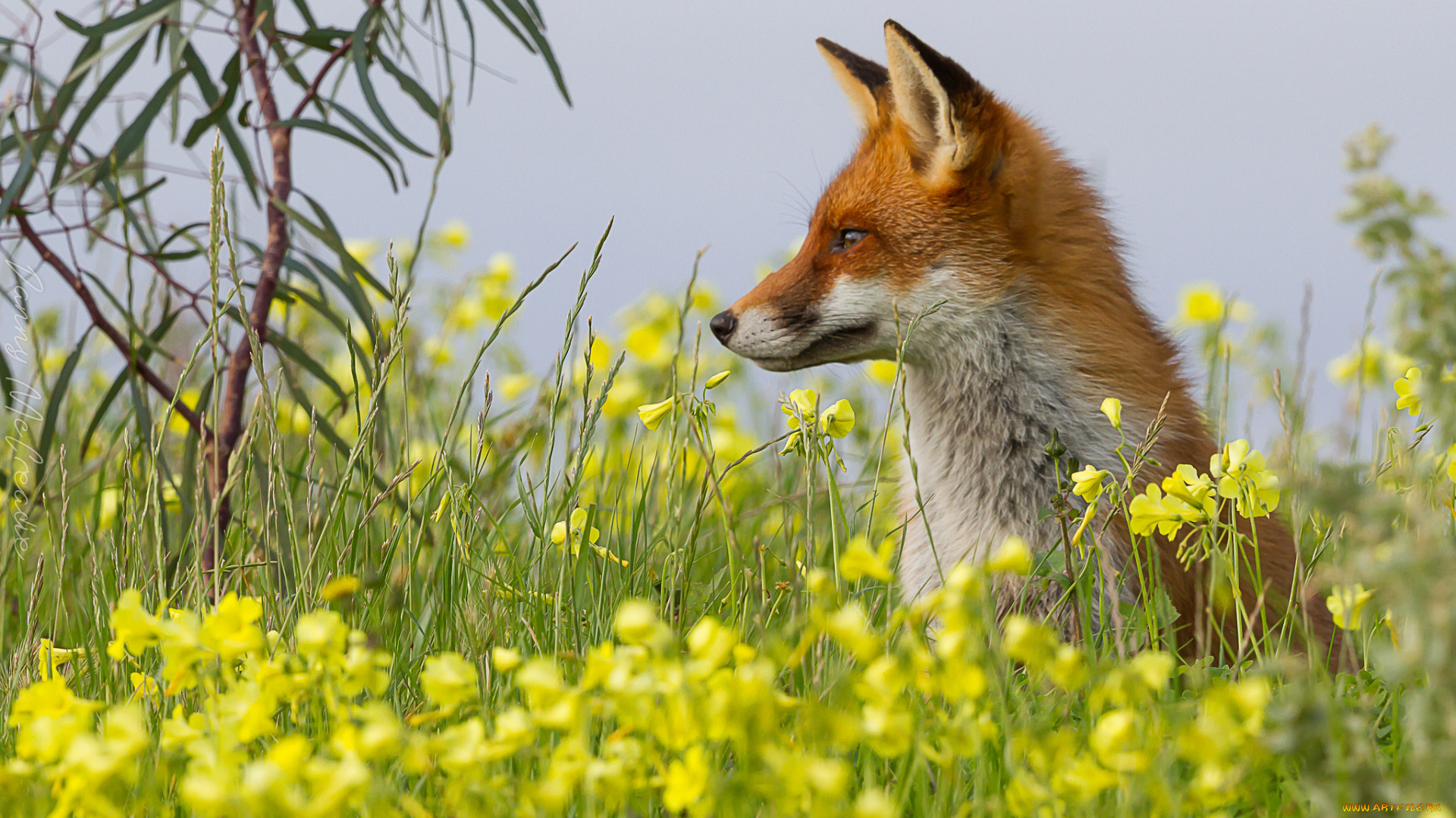 животные, лисы, лисичка