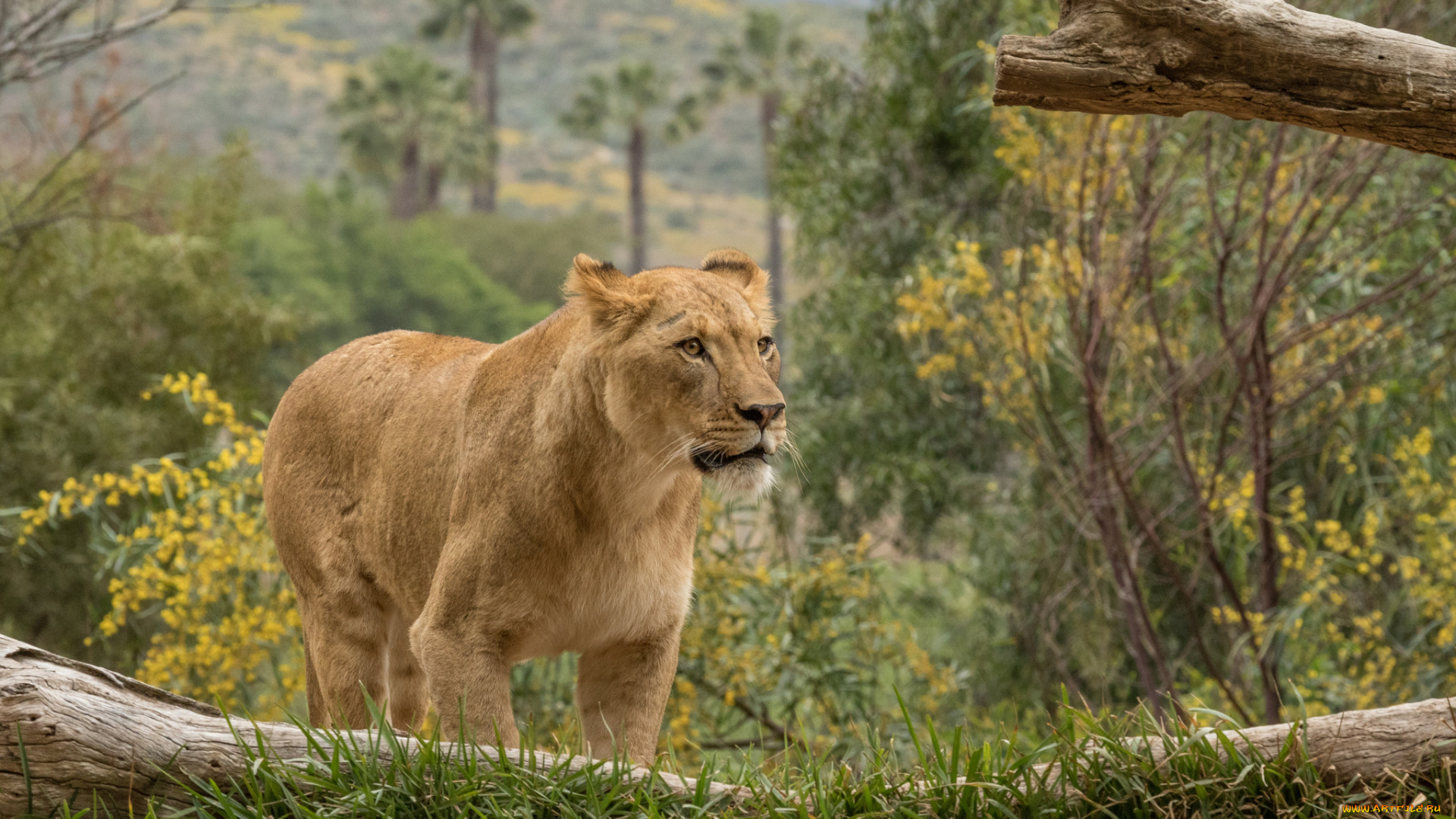 животные, львы, хищник