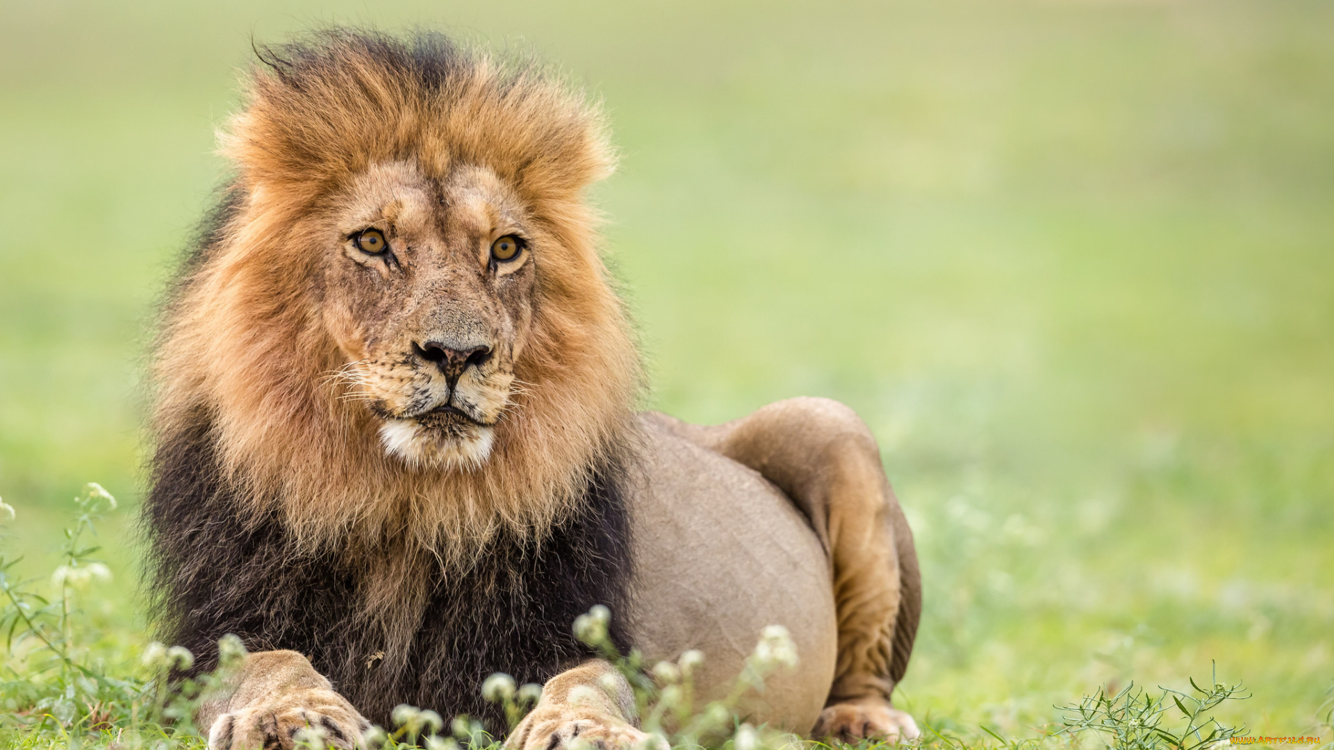 животные, львы, хищник
