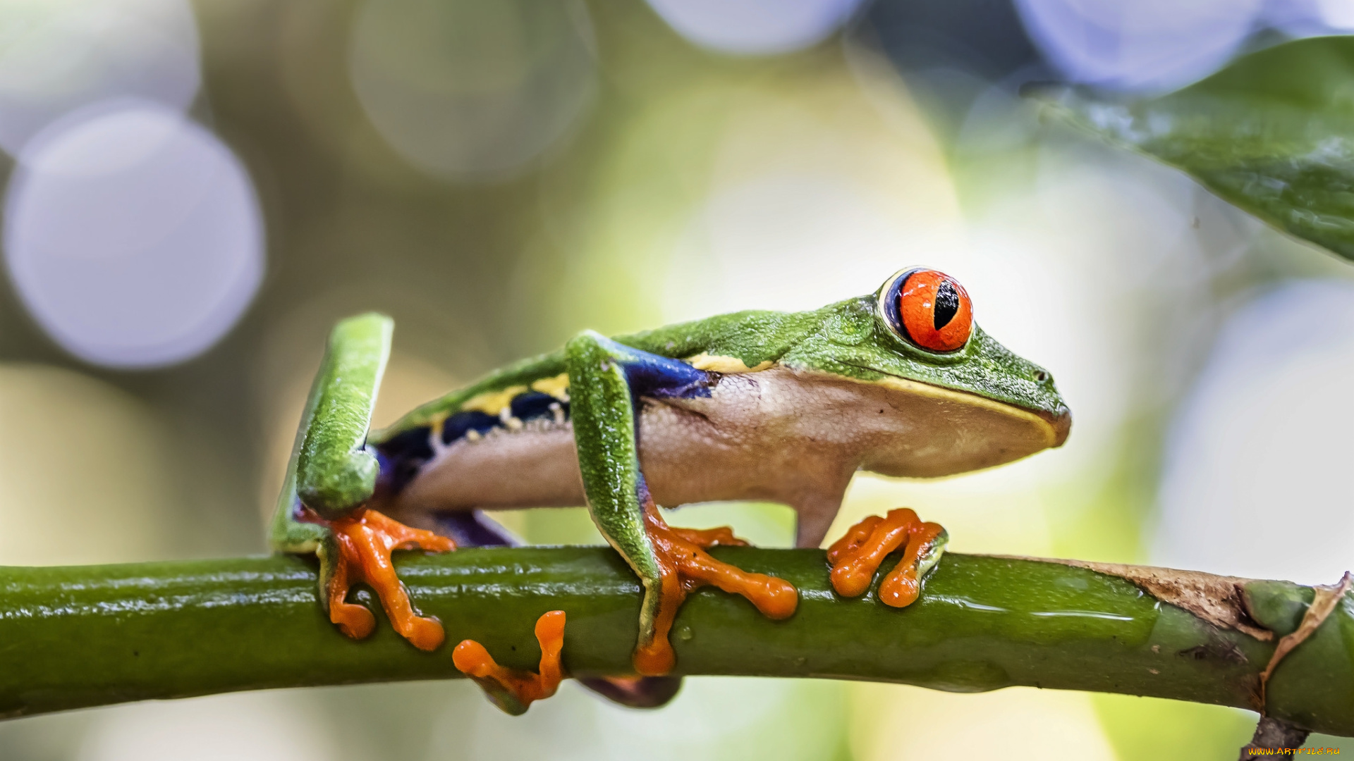 животные, лягушки, лягушка