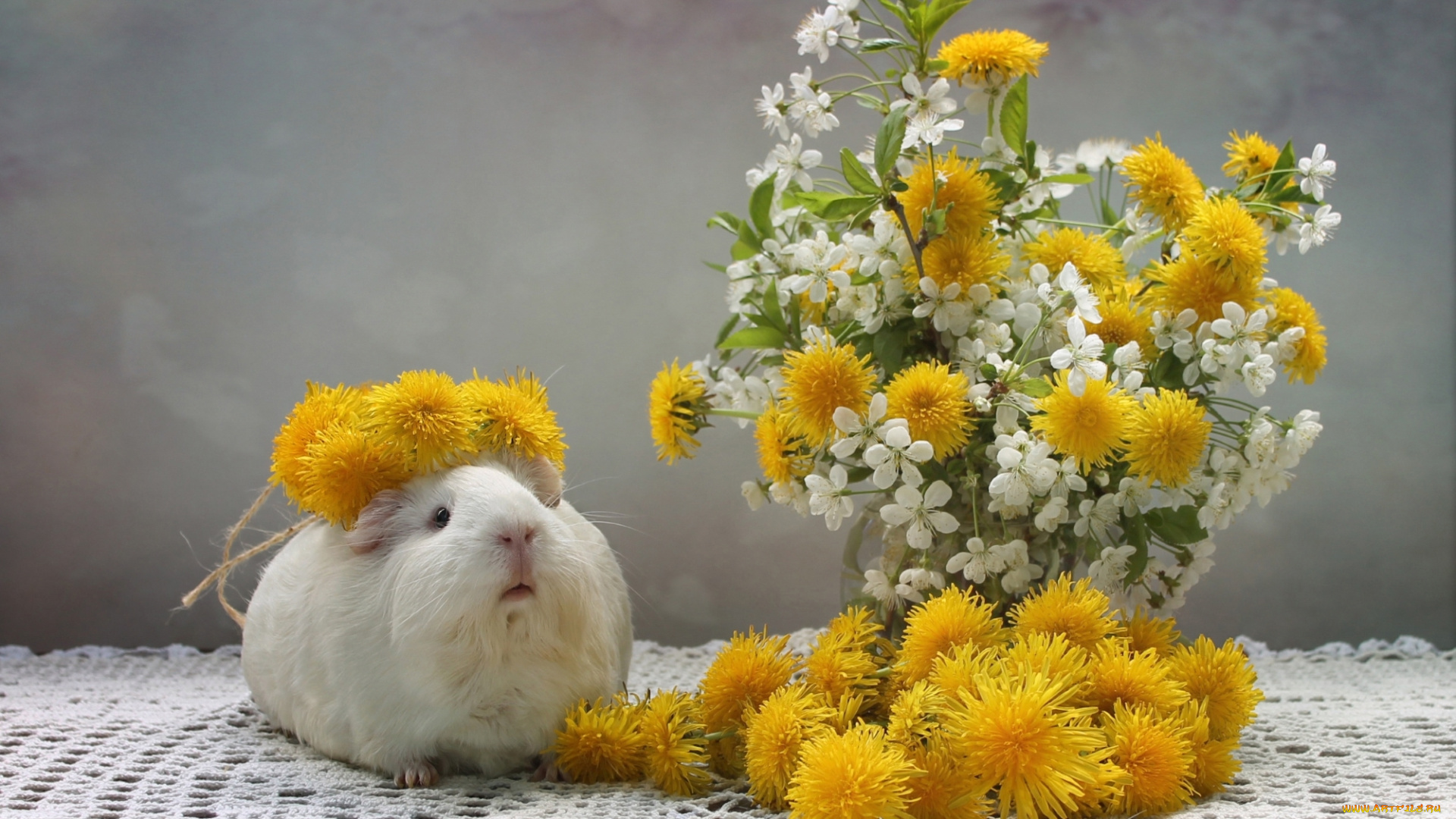 животные, морские, свинки, , хомяки, морская, свинка, одуванчик, венок, вишня