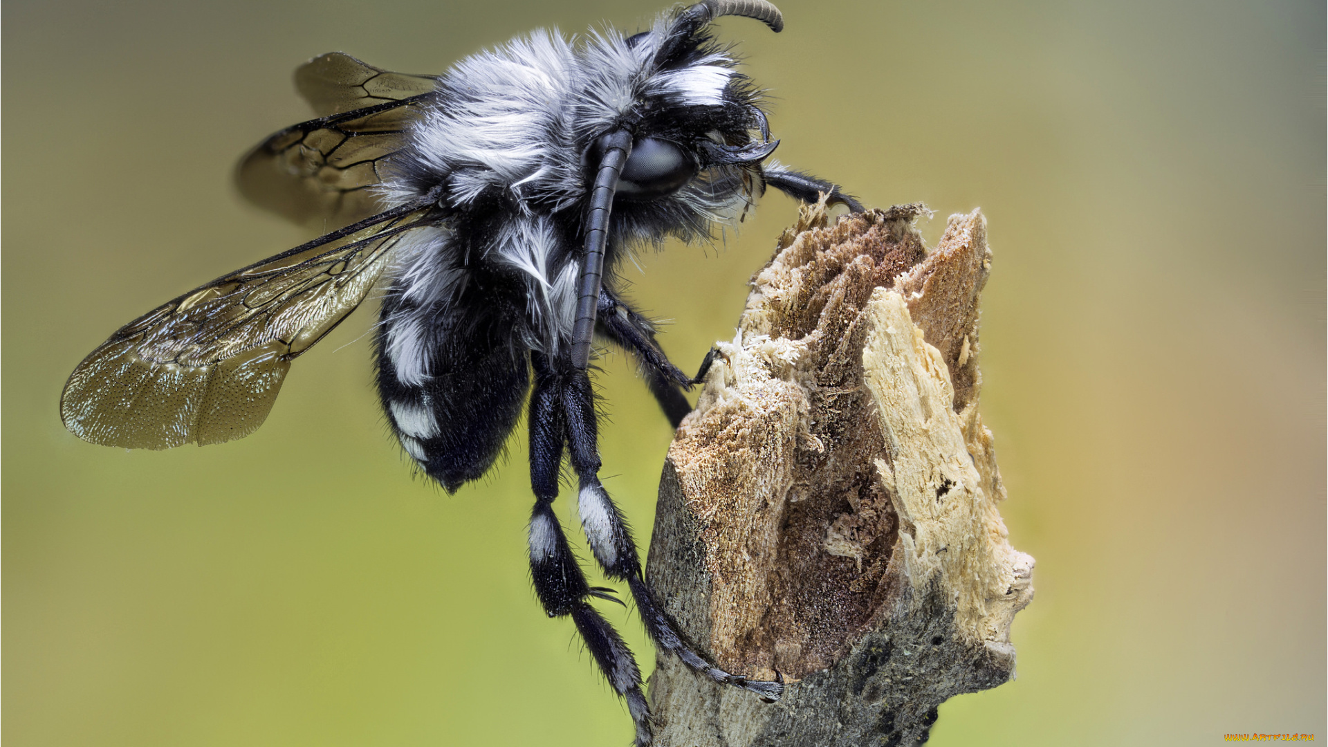 животные, насекомые, мошка