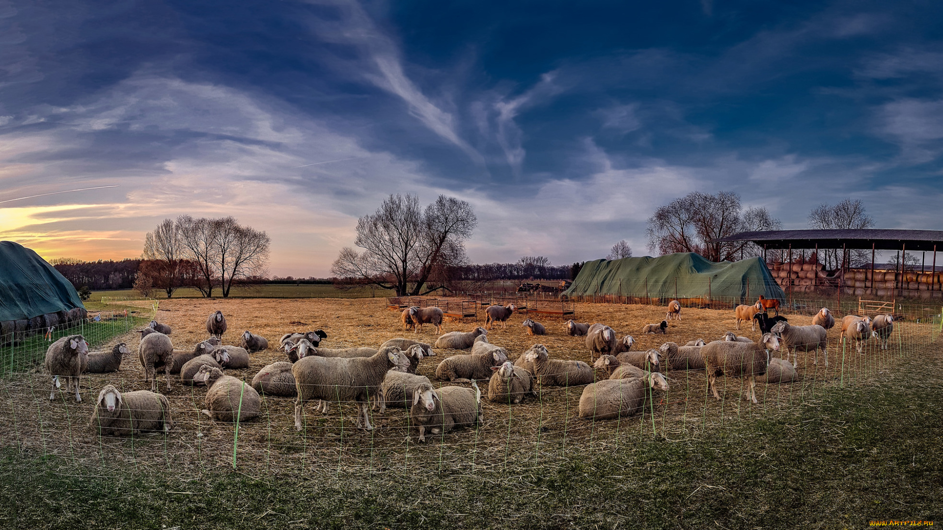 животные, овцы, , бараны, загон