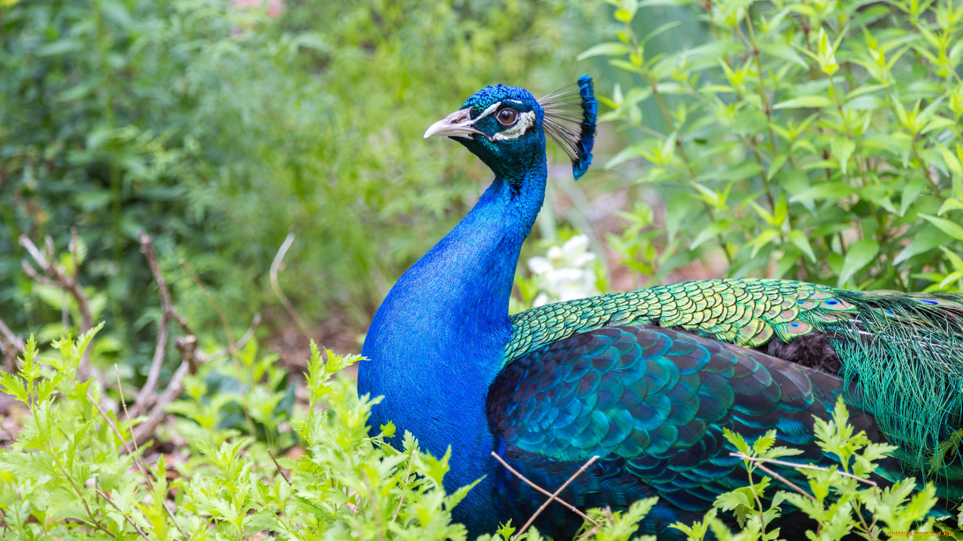 животные, павлины, птичка