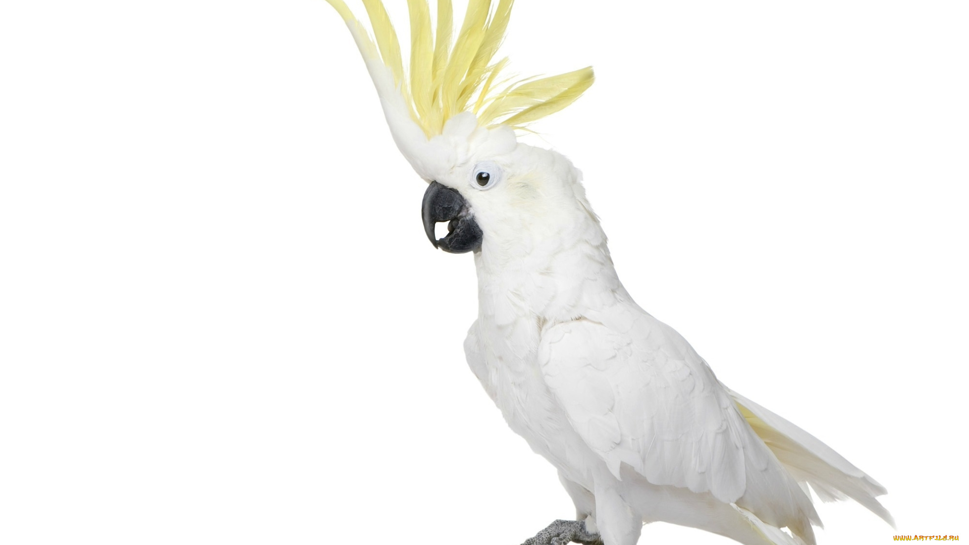 животные, попугаи, попугай