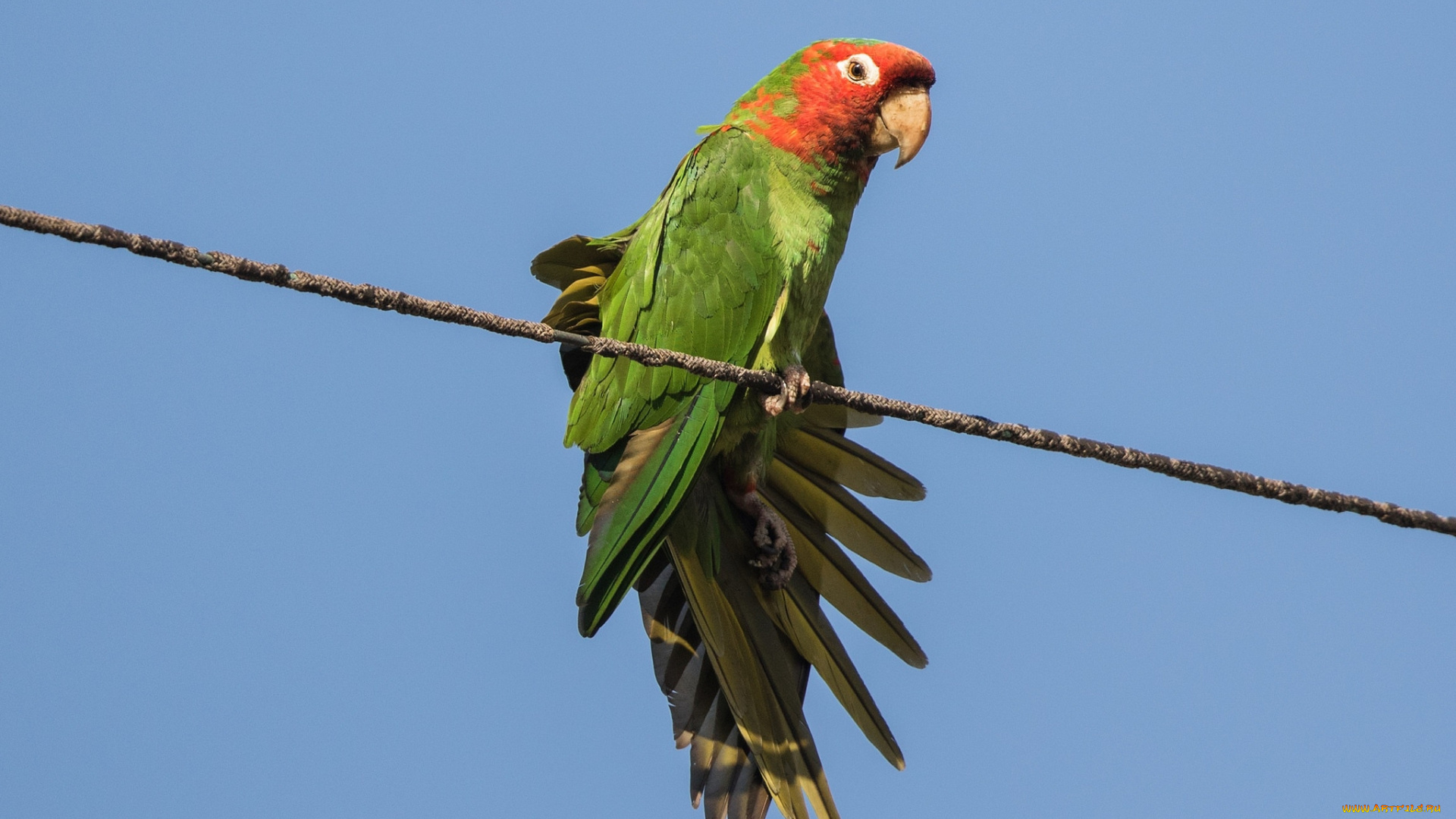животные, попугаи, птичка