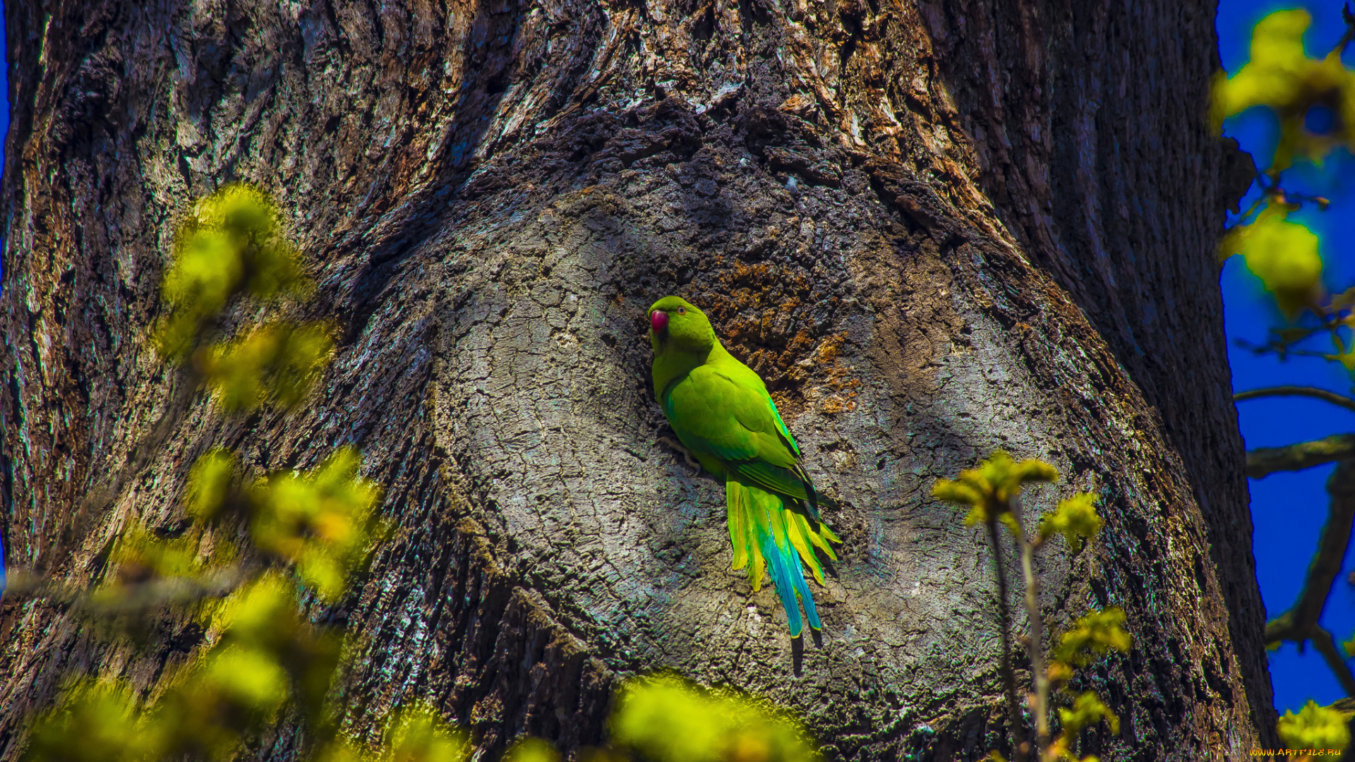 животные, попугаи, птичка
