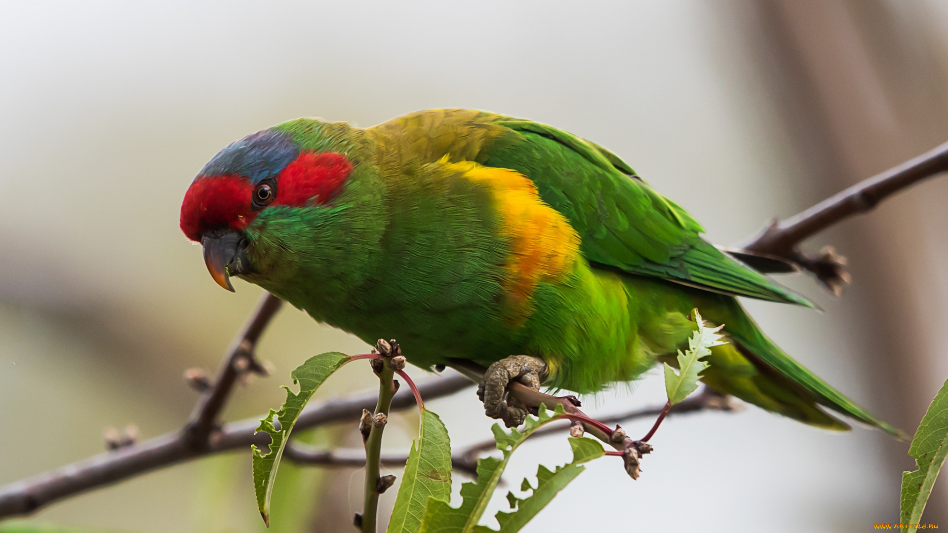 животные, попугаи, птичка